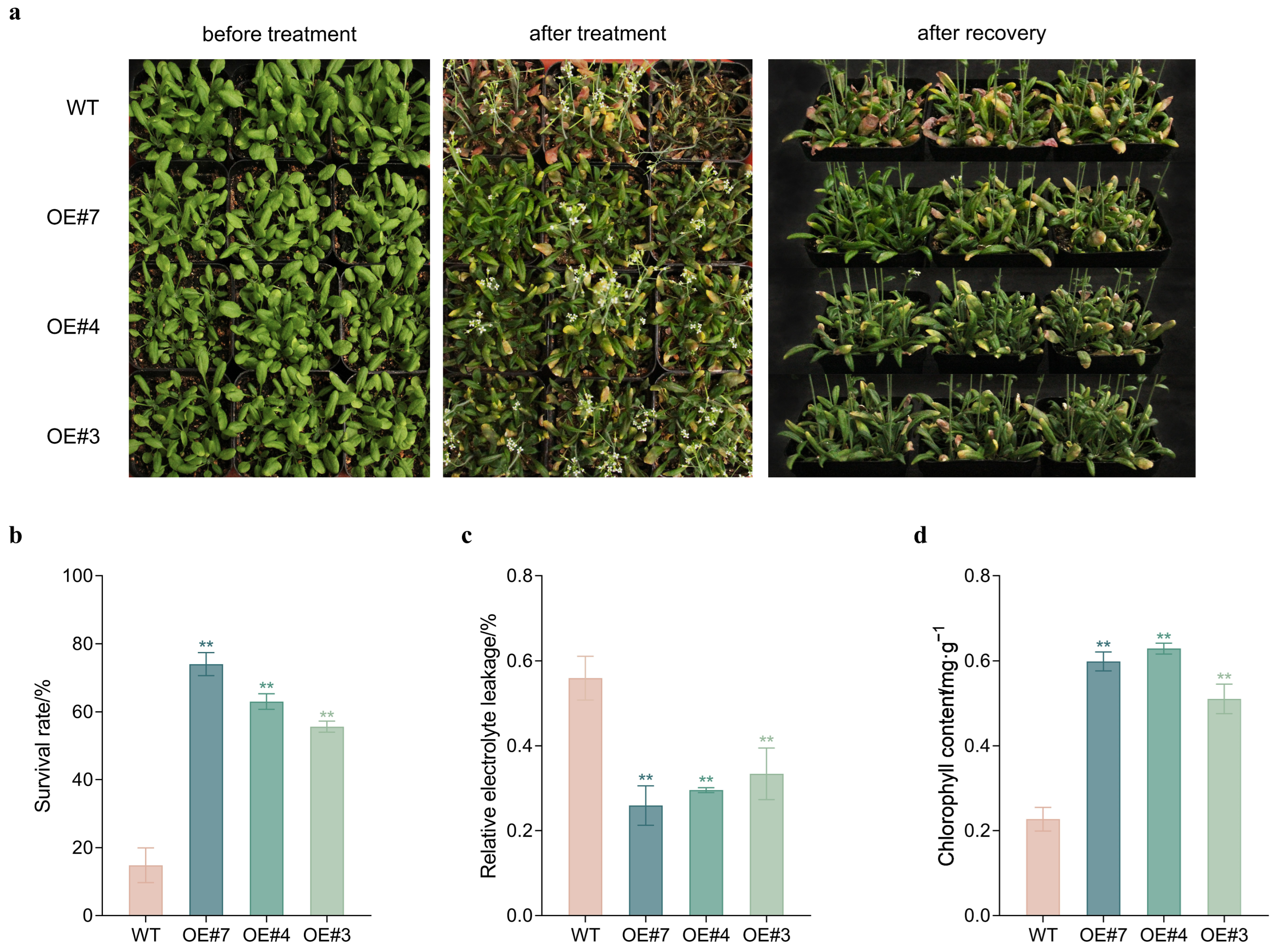Horticulturae 10 00595 g008