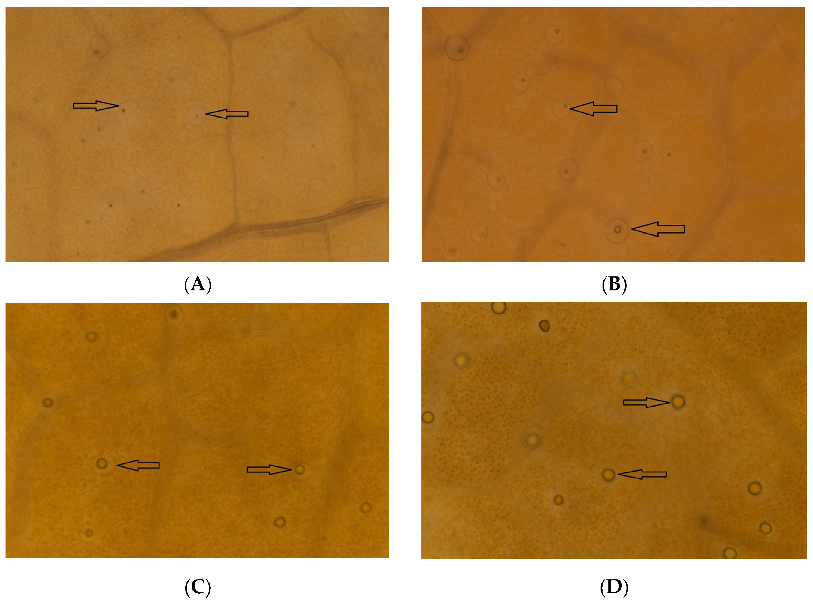 Horticulturae 10 00597 g007a
