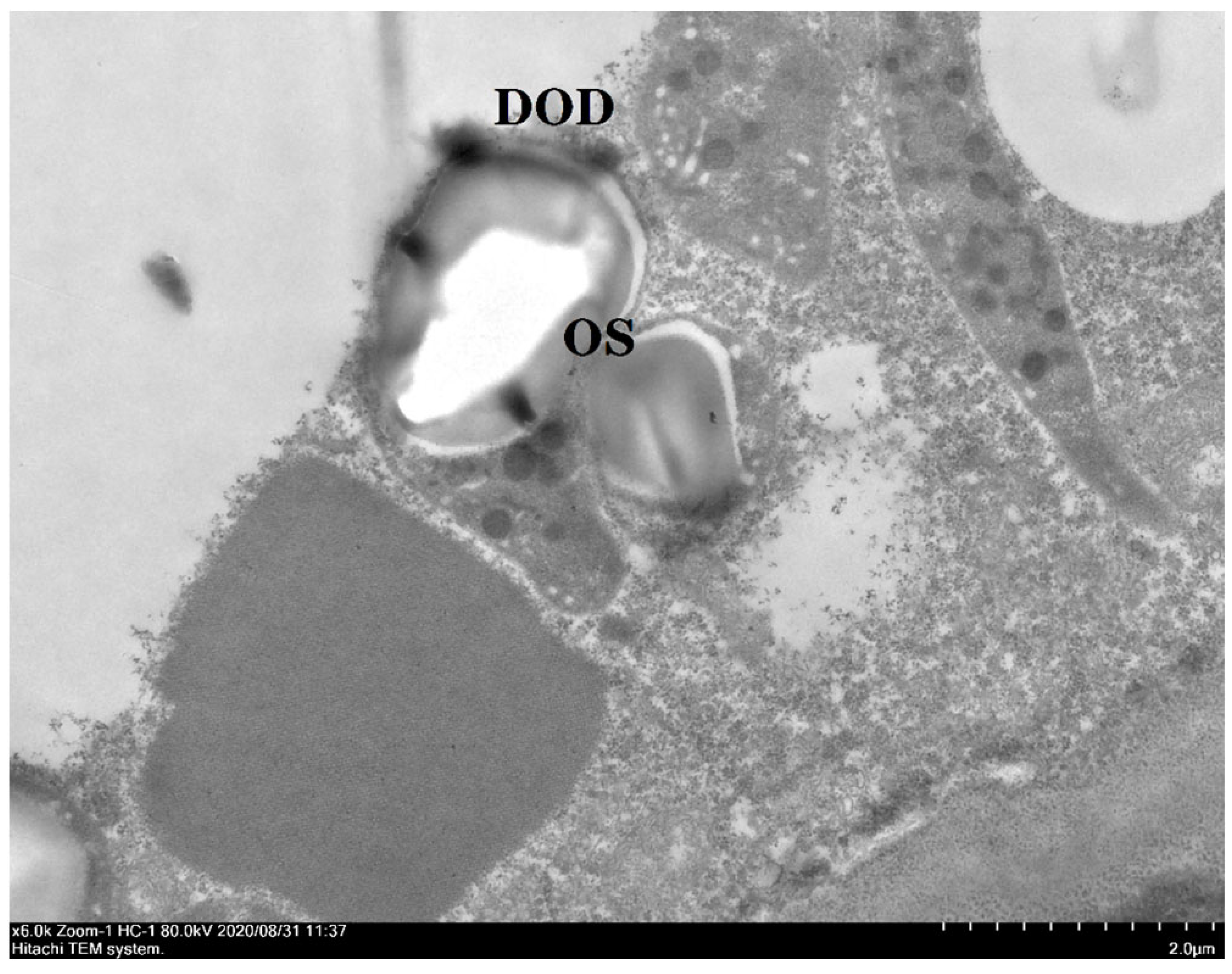 Horticulturae 10 00597 g009