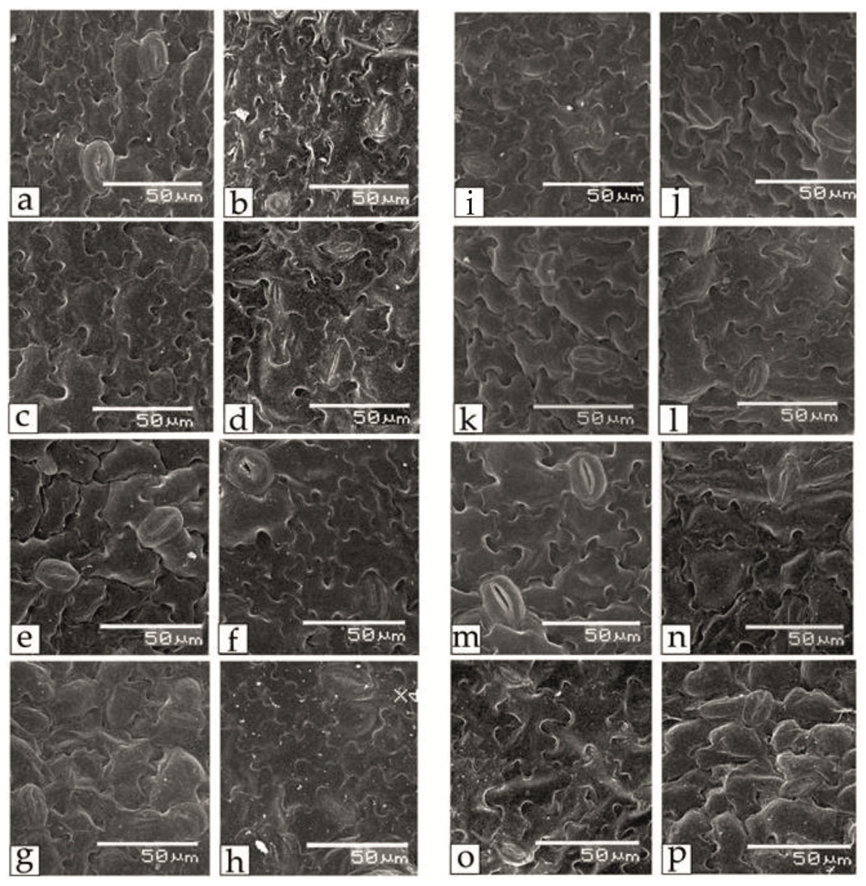 Horticulturae 10 00598 g004