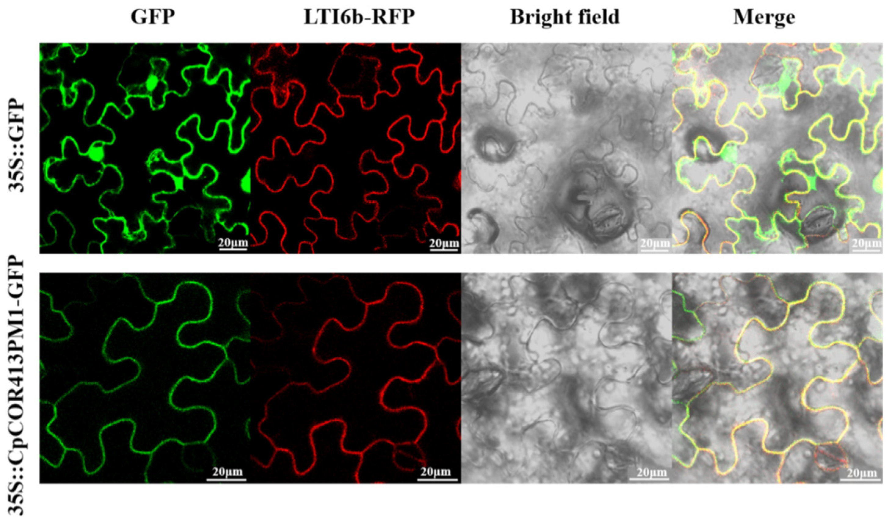 Horticulturae 10 00599 g002