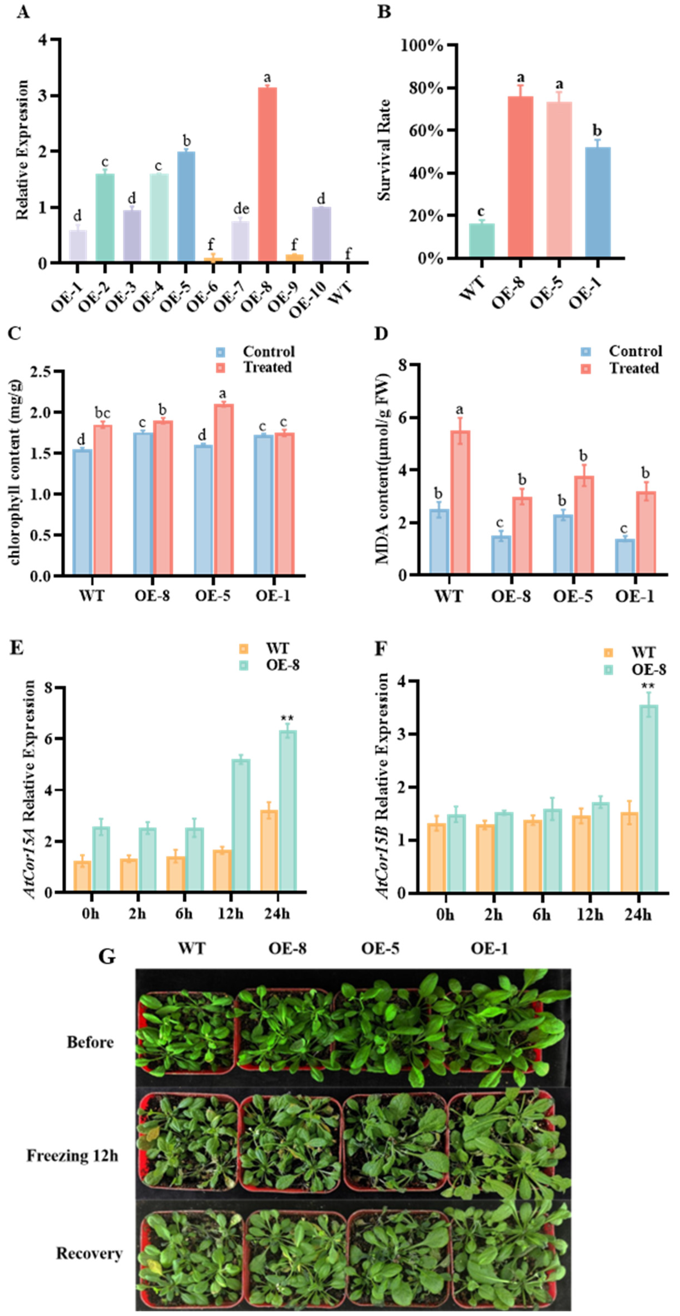 Horticulturae 10 00599 g006