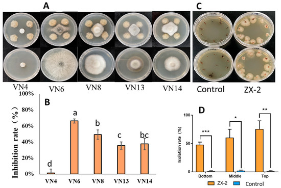 ゆん Frontiers | Aldehyde dehydrogenase 2 and NOD-like receptor