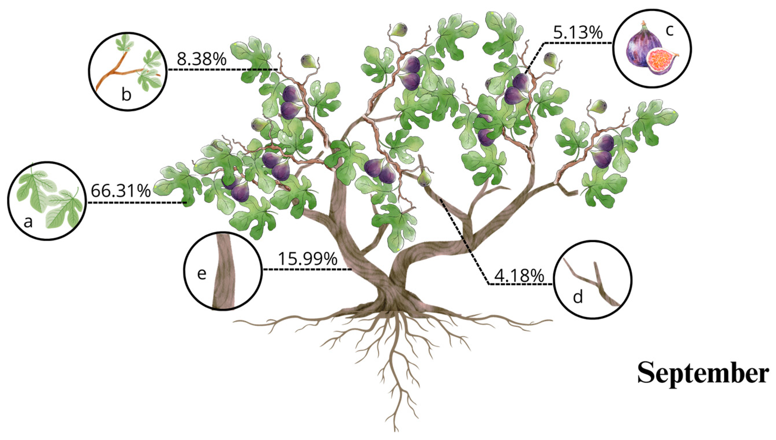 Horticulturae 10 00609 g001a