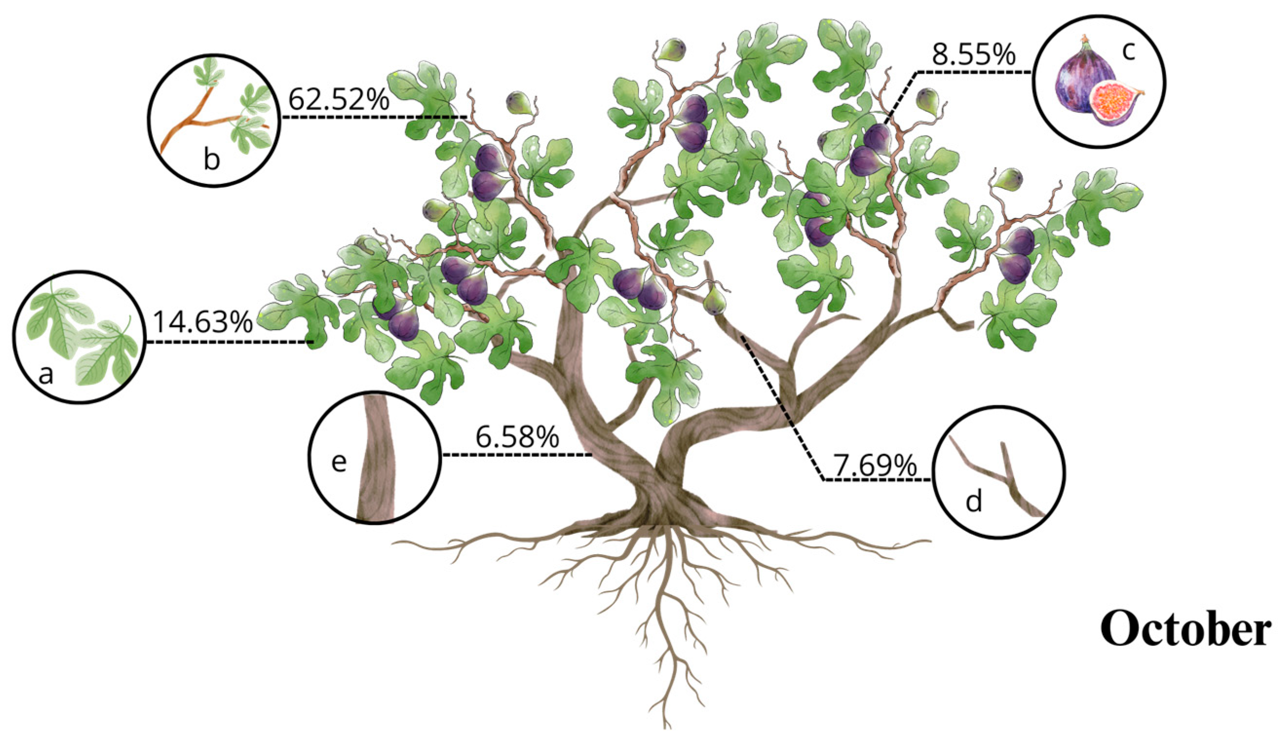 Horticulturae 10 00609 g001b