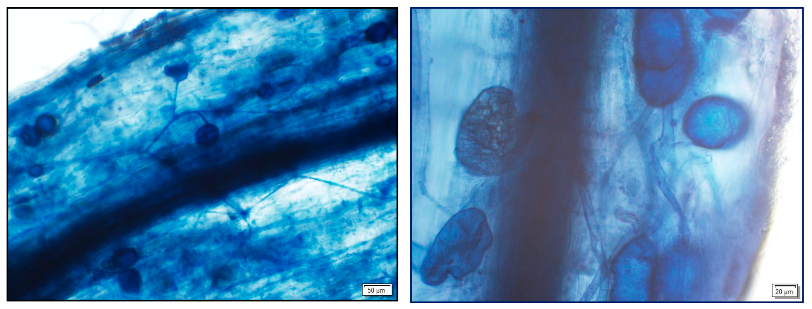 Horticulturae 10 00612 g001