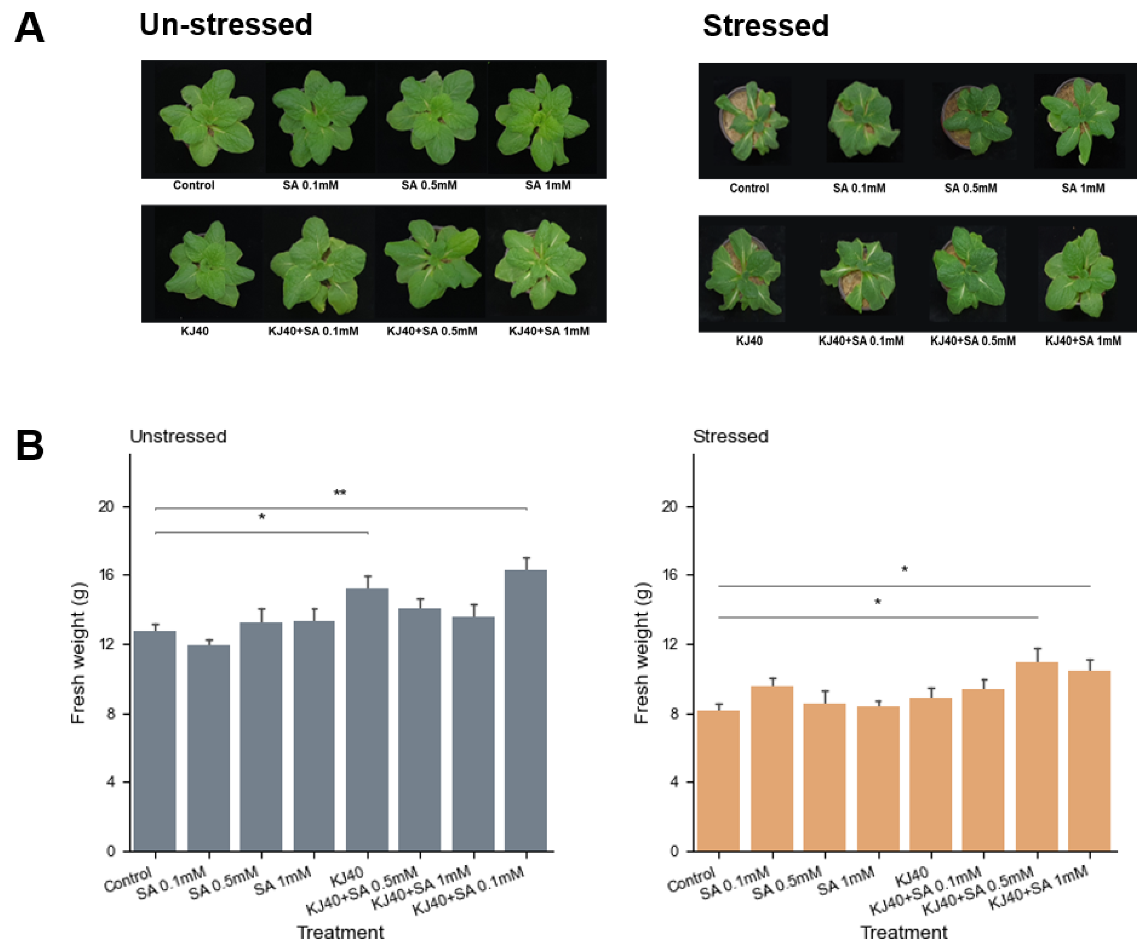 Horticulturae 10 00618 g001