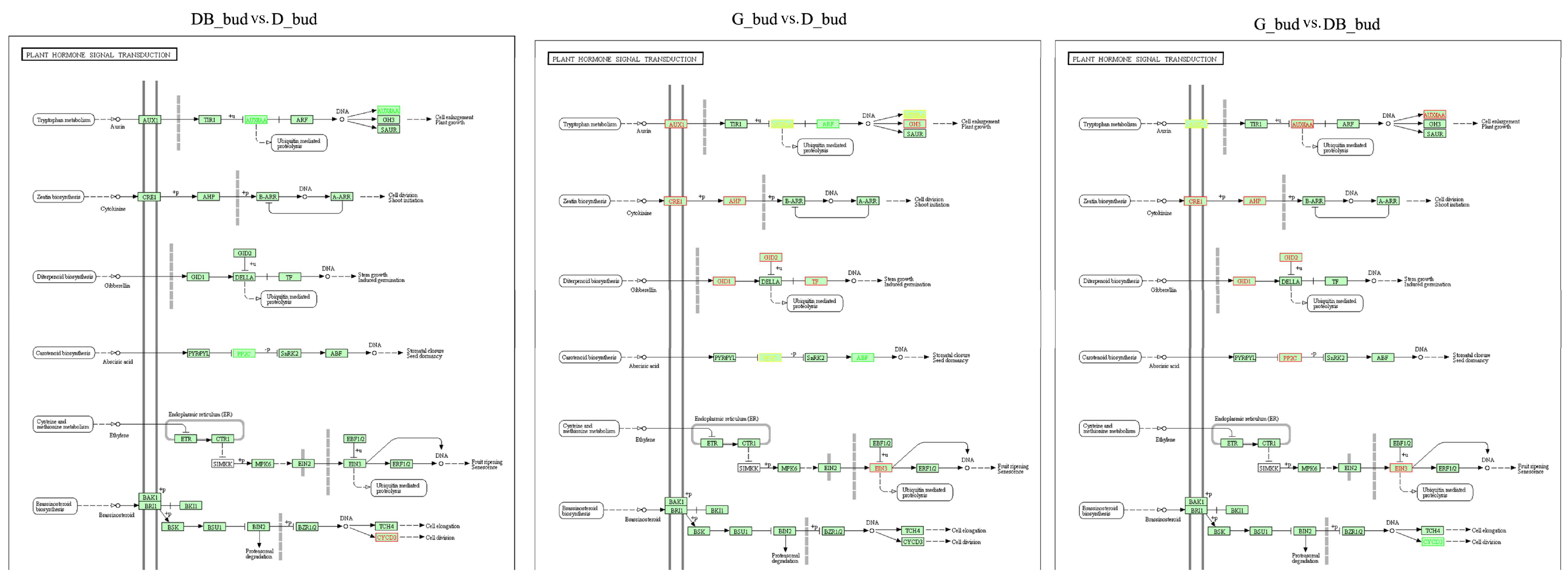 Horticulturae 10 00619 g005