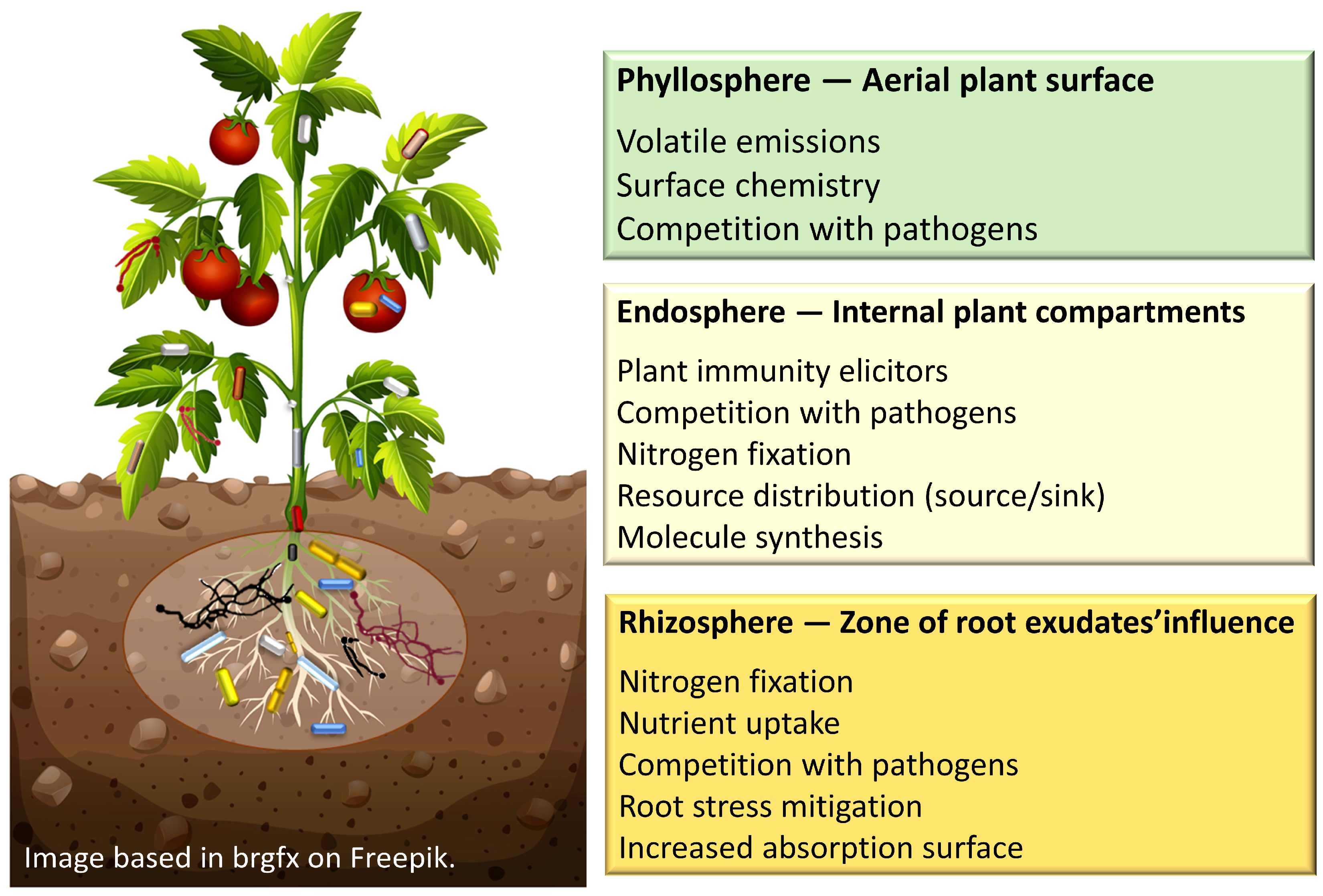 Horticulturae 10 00621 g001