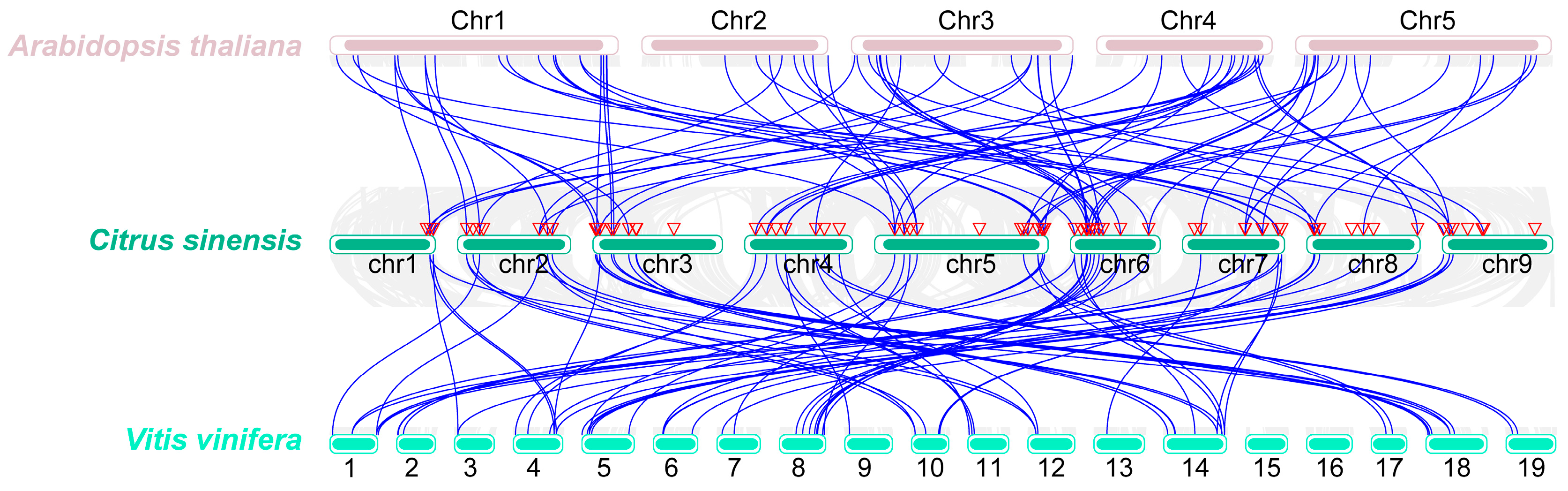 Horticulturae 10 00625 g003
