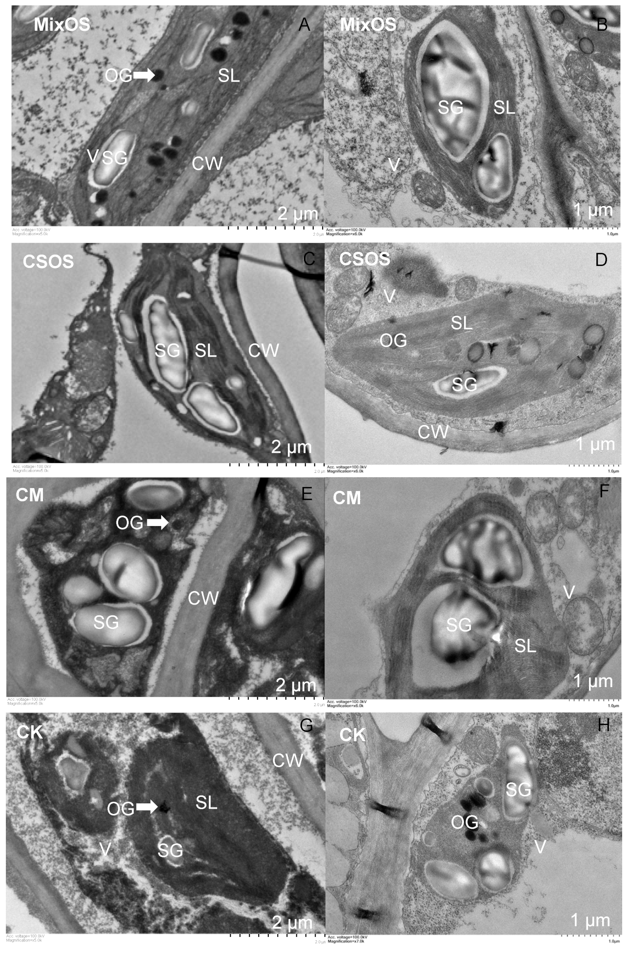 Horticulturae 10 00627 g003