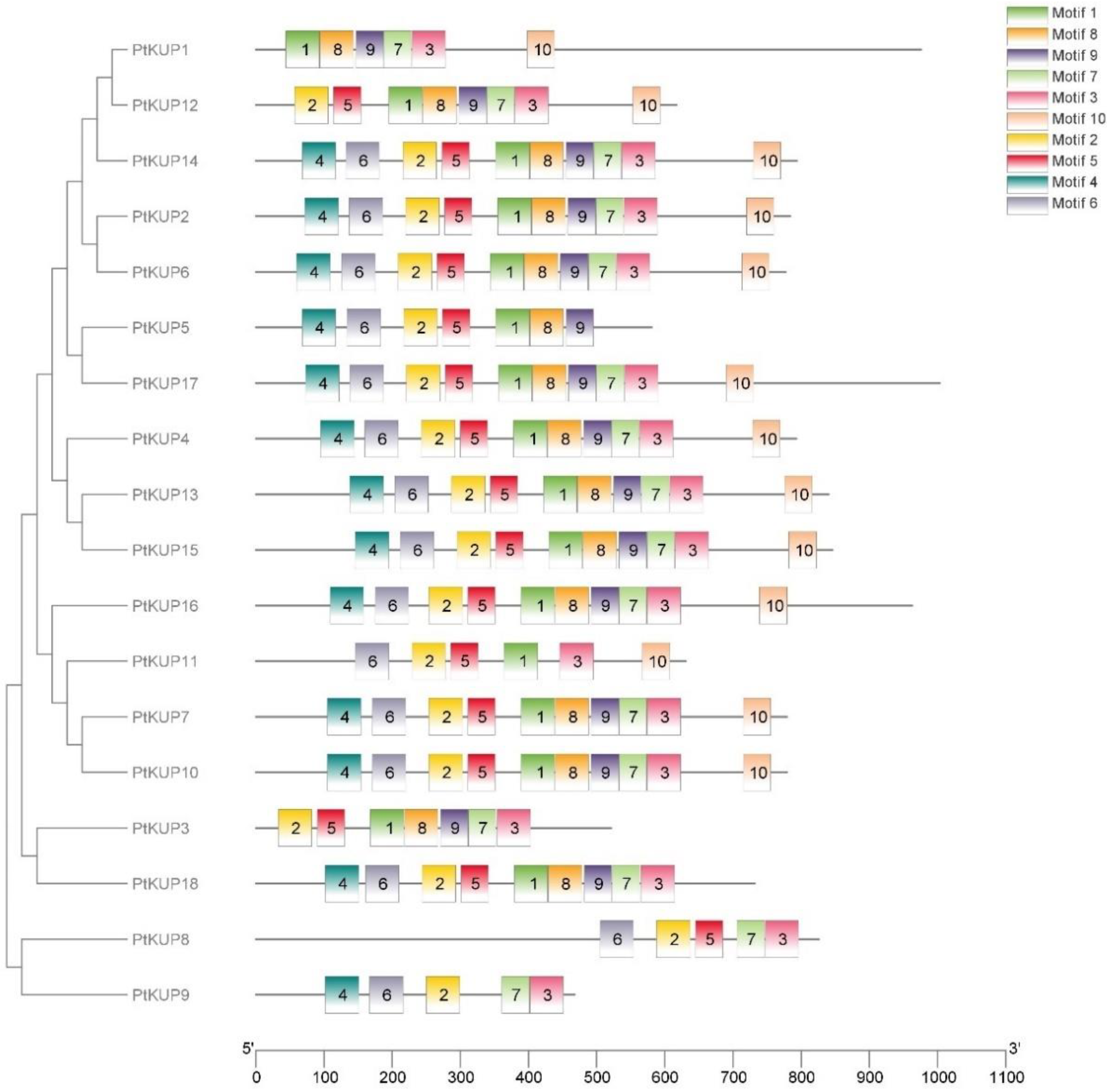 Horticulturae 10 00628 g002
