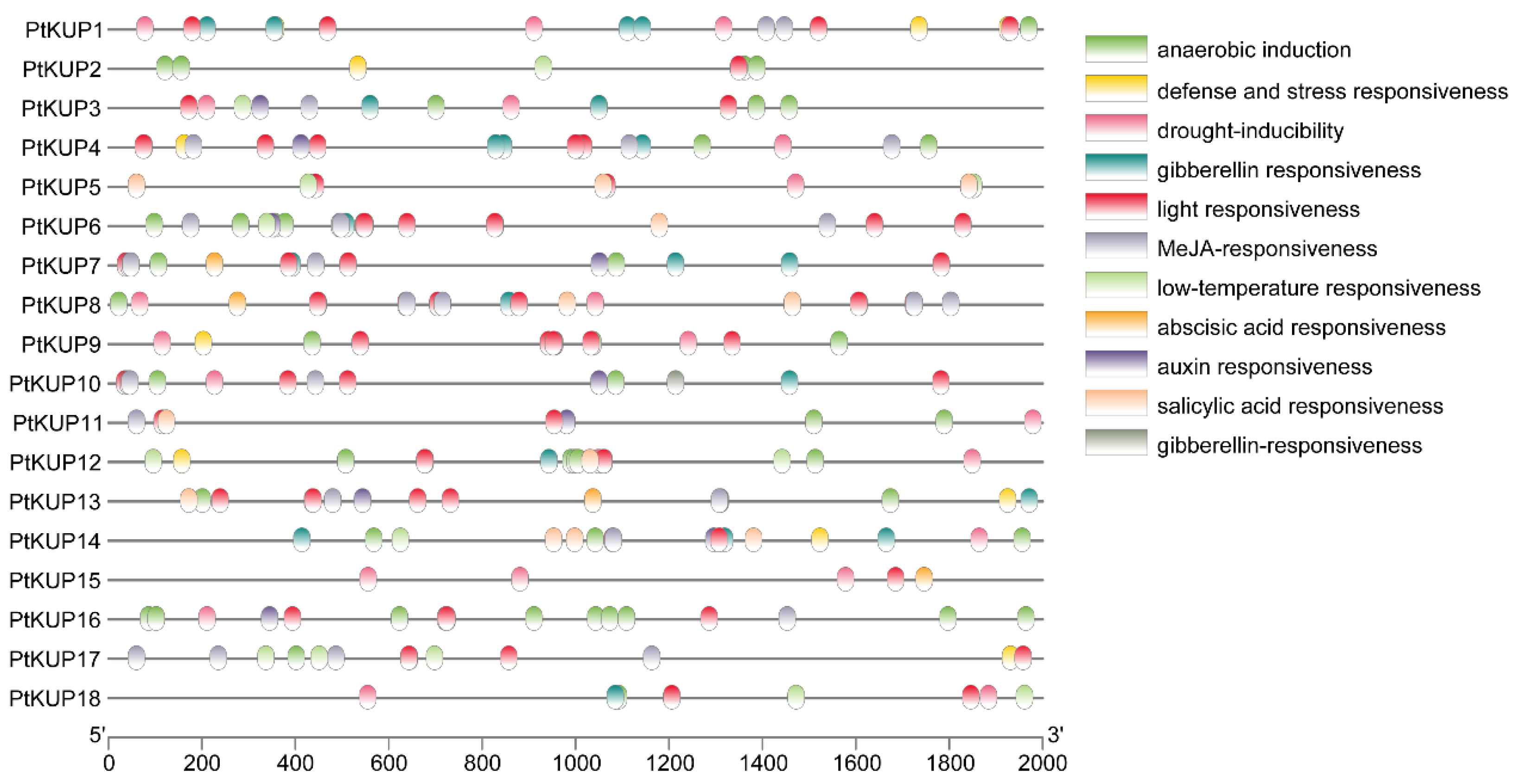 Horticulturae 10 00628 g006