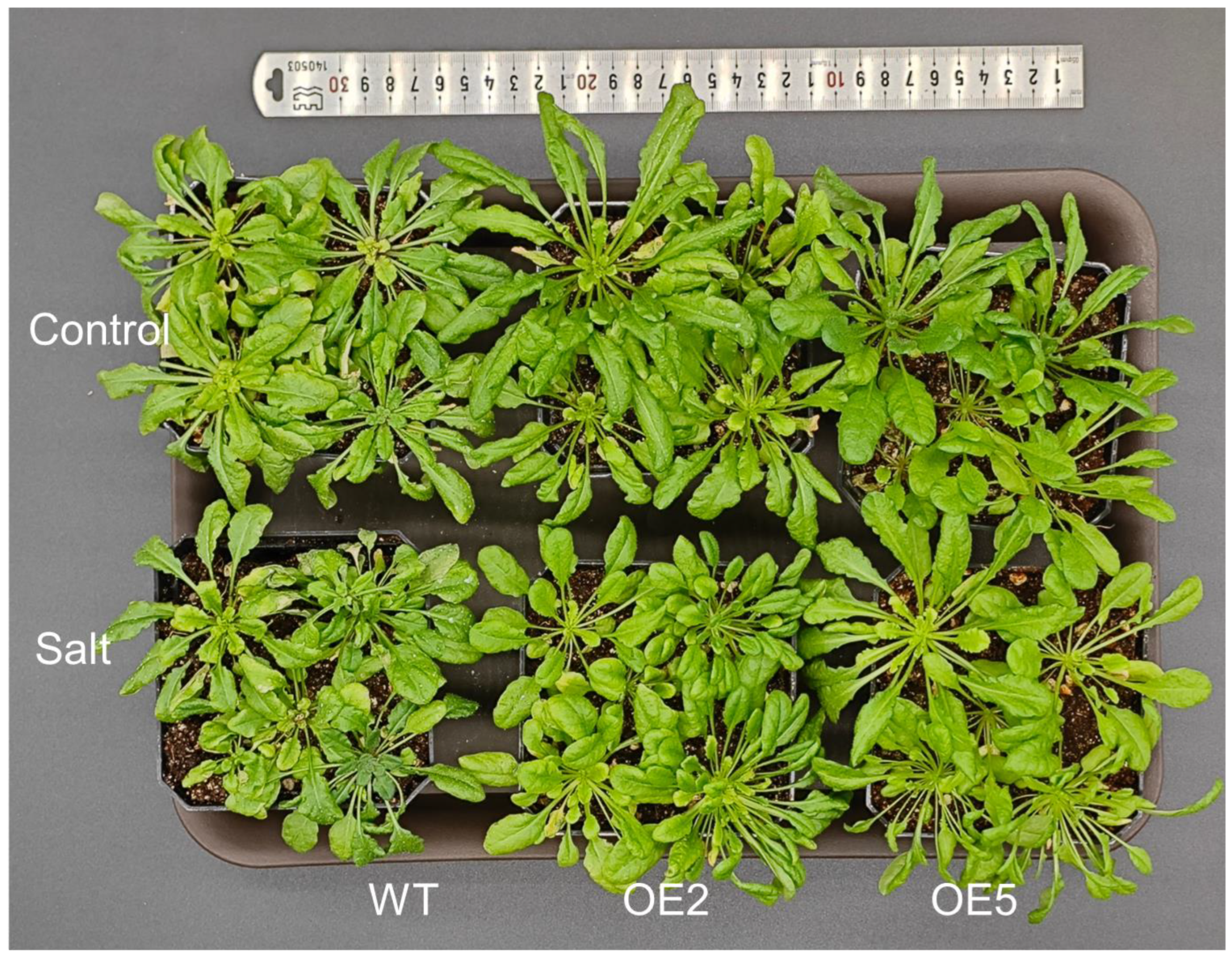 Horticulturae 10 00628 g007