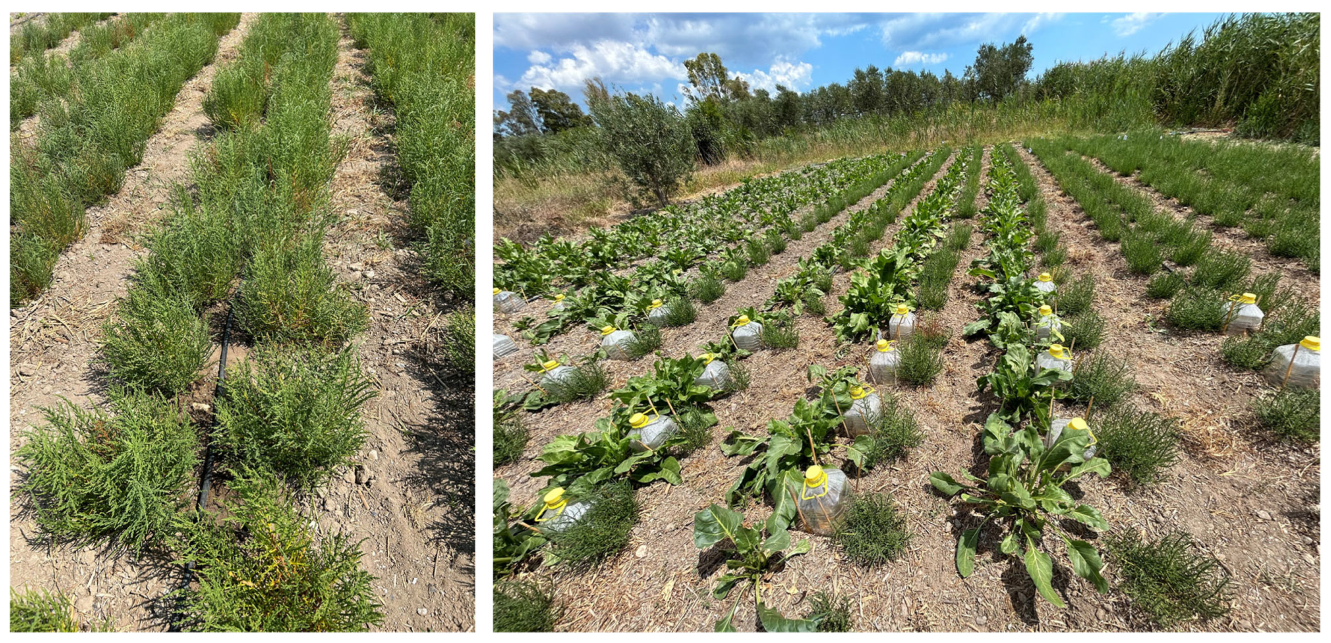 Horticulturae 10 00632 g010