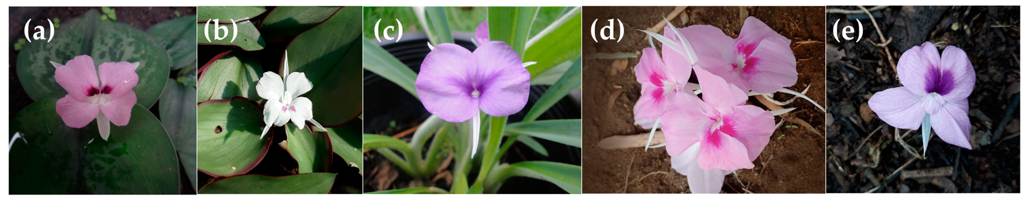 Horticulturae 10 00633 g001