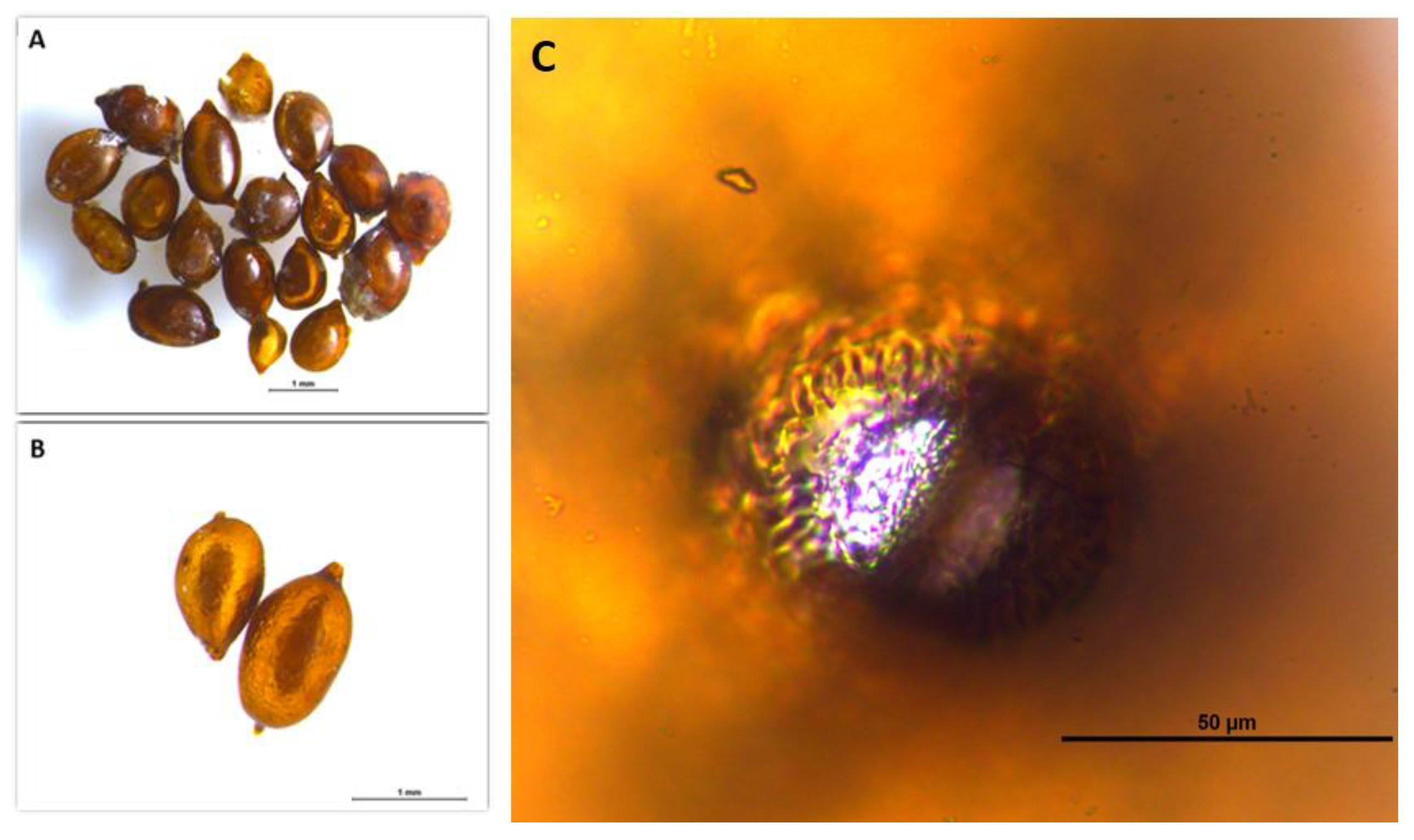 Horticulturae 10 00635 g002