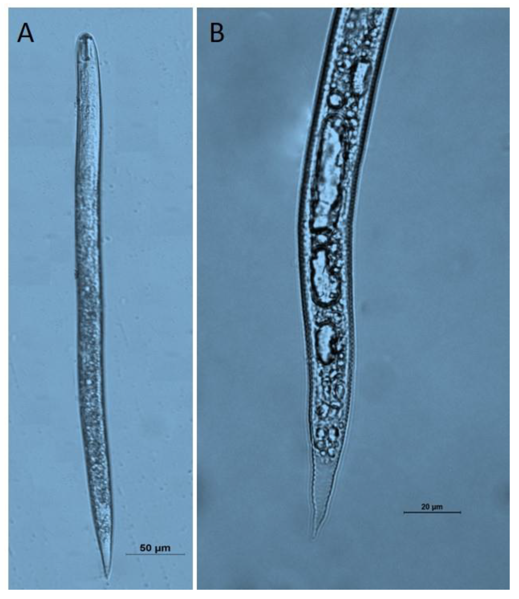 Horticulturae 10 00635 g003