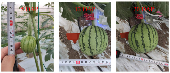 A New Plant-Wearable Sap Flow Sensor Reveals the Dynamic Water 