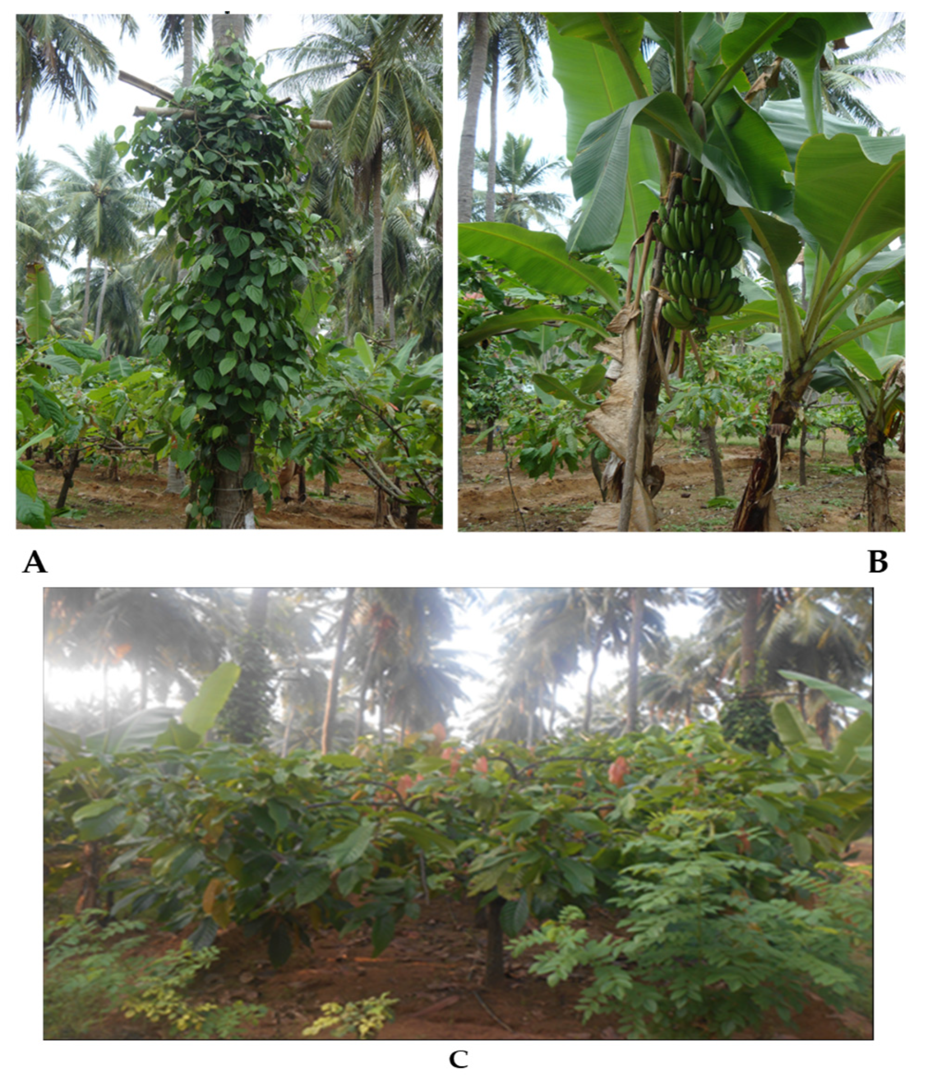 Horticulturae 10 00653 g002