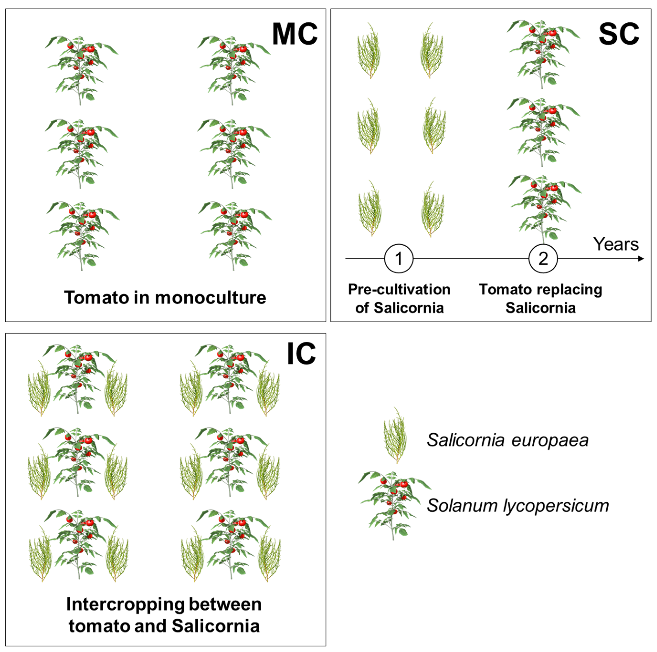 Horticulturae 10 00655 g001