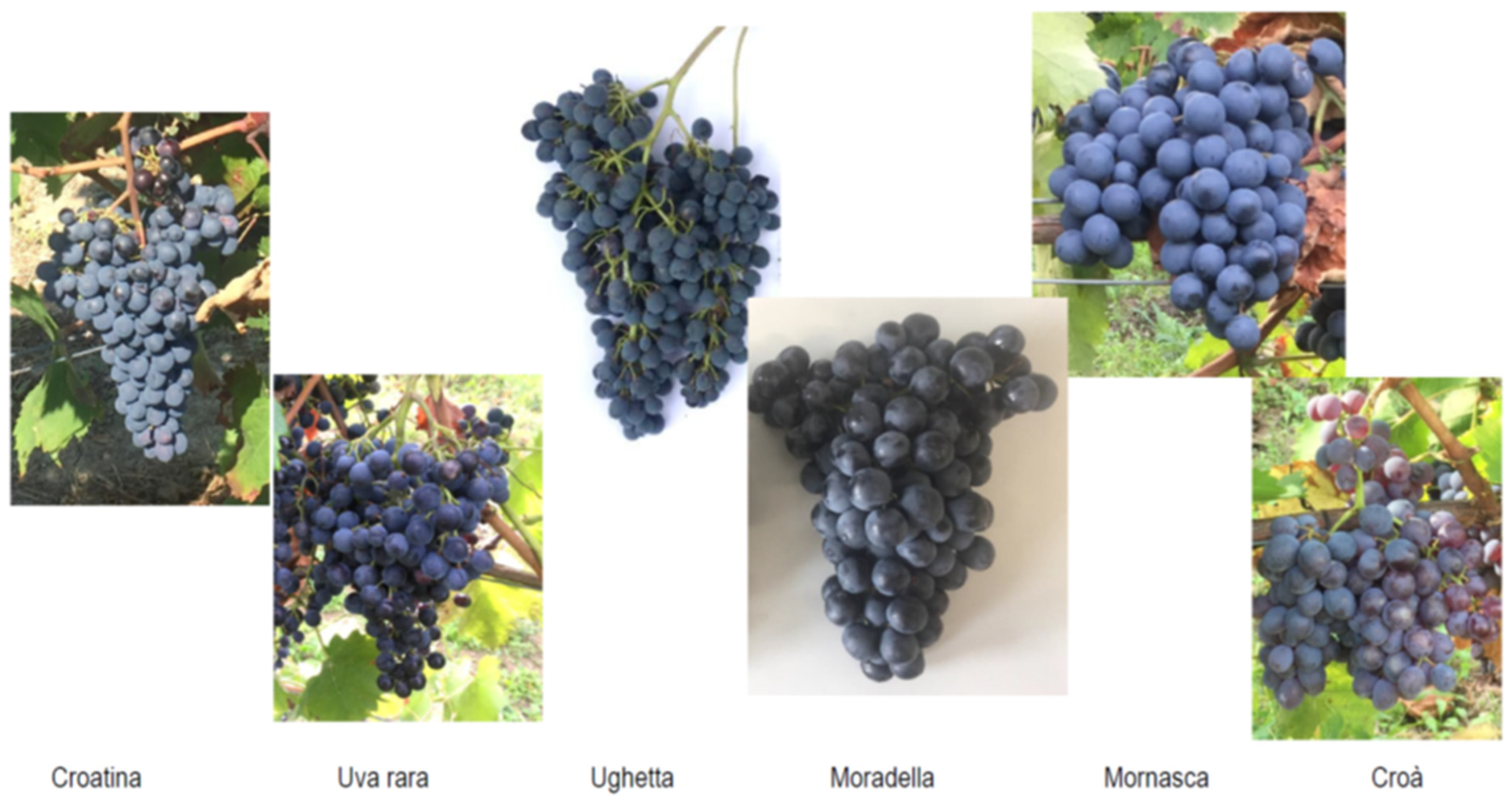 Horticulturae 10 00658 g001