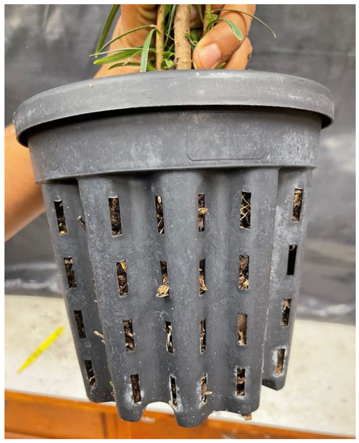 Horticulturae 10 00661 g001 Horticulturae 10 00661 g001