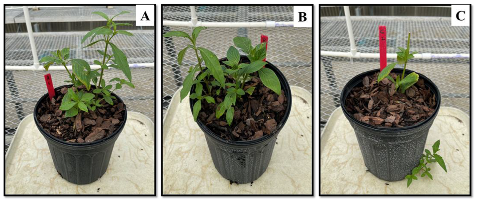 Horticulturae 10 00661 g002 Horticulturae 10 00661 g002