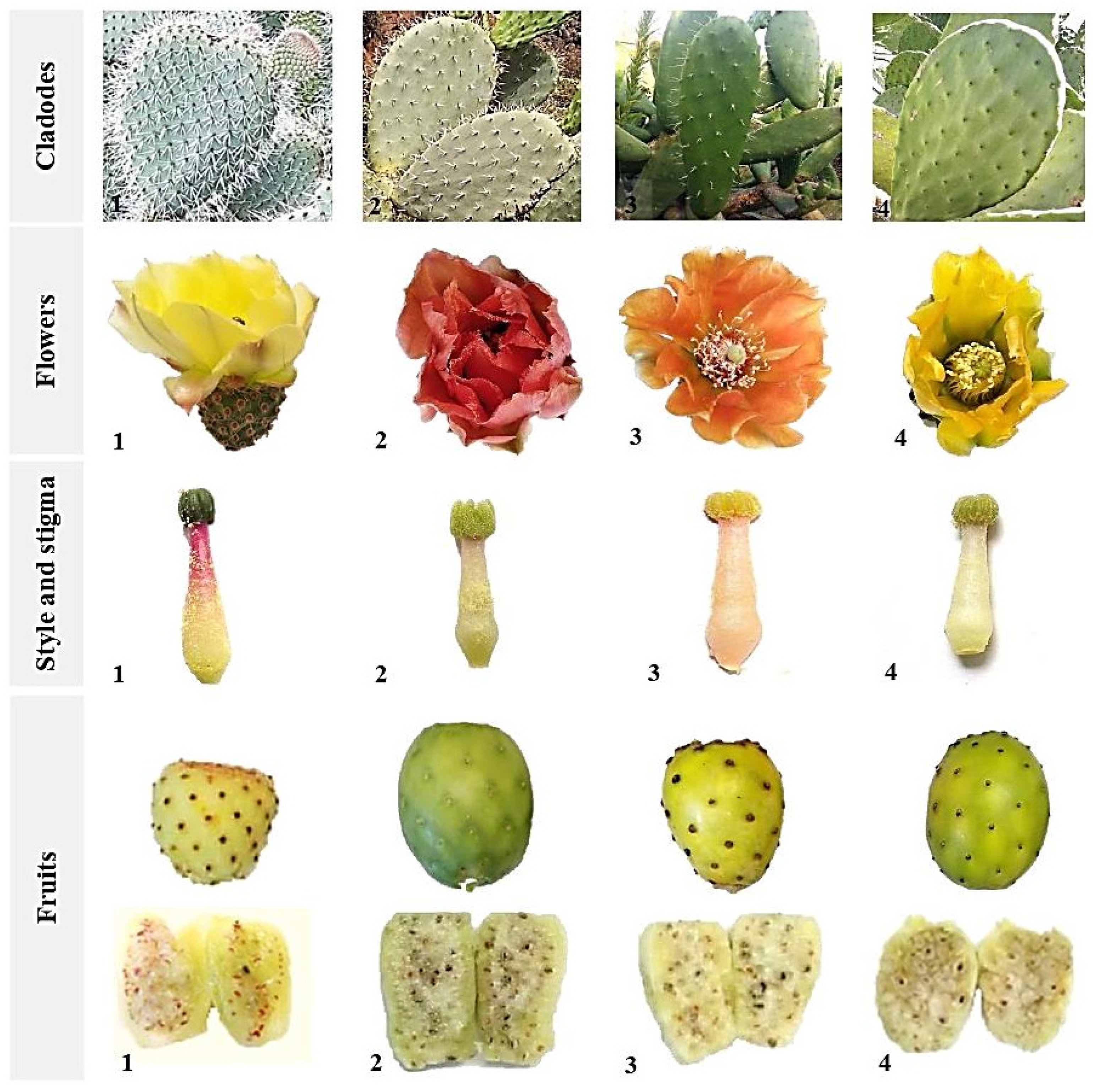 Horticulturae 10 00662 g004