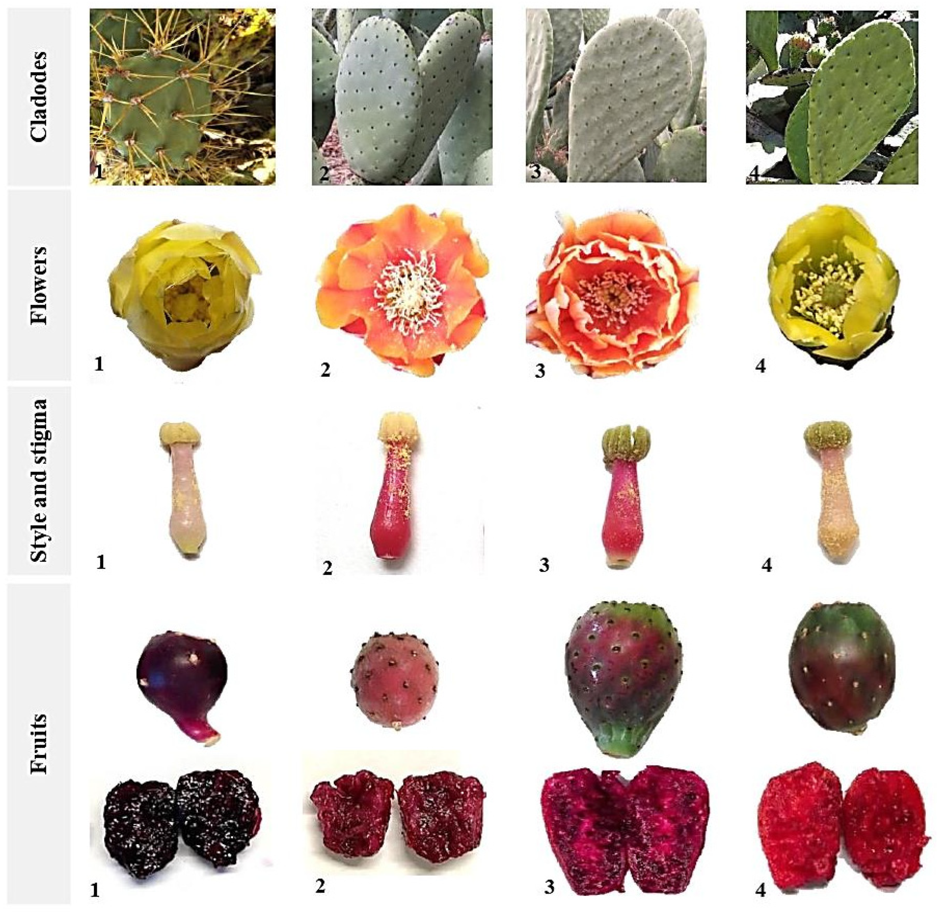 Horticulturae 10 00662 g008