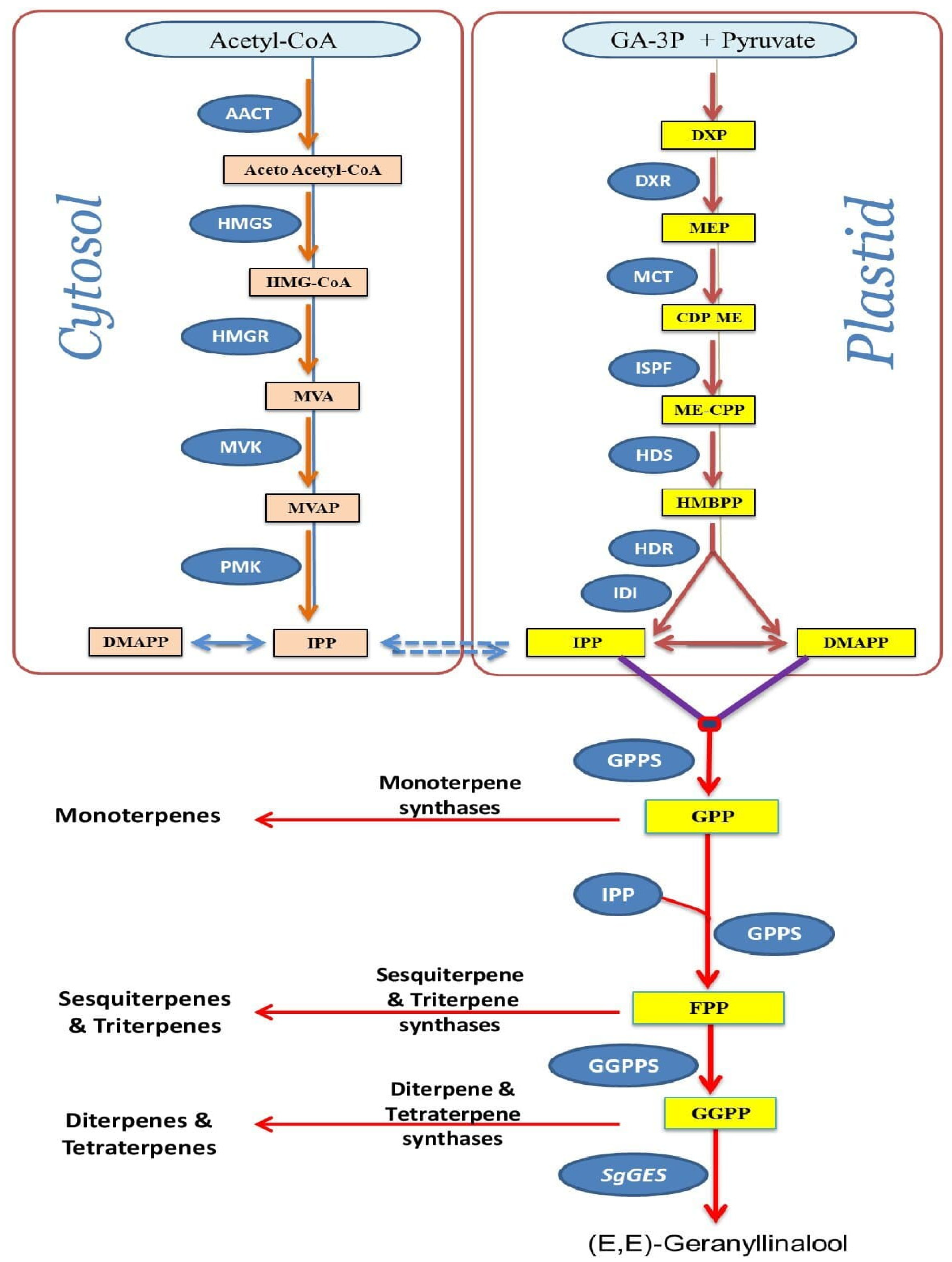 Horticulturae 10 00668 g001 Horticulturae 10 00668 g001