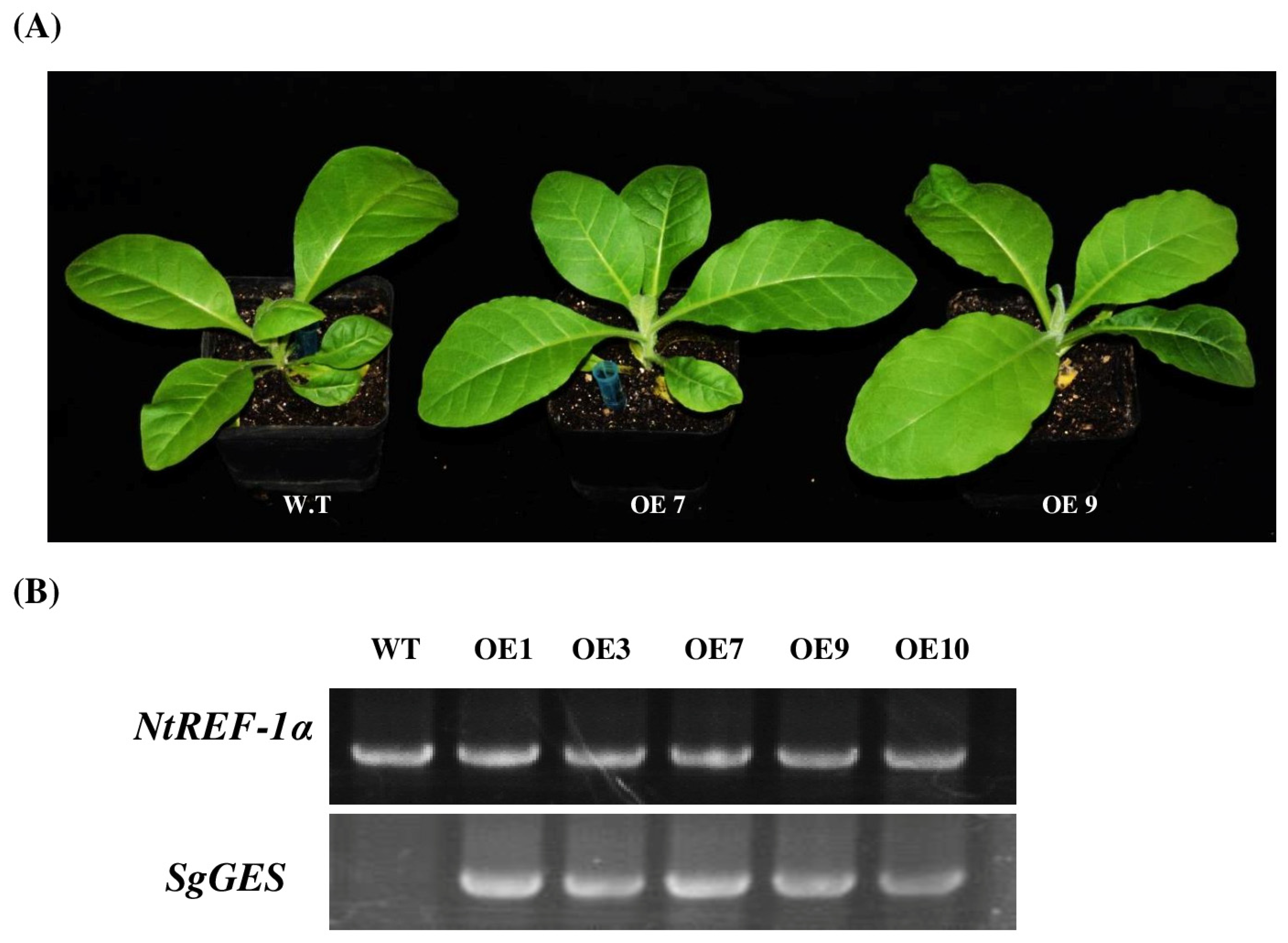 Horticulturae 10 00668 g006 Horticulturae 10 00668 g006