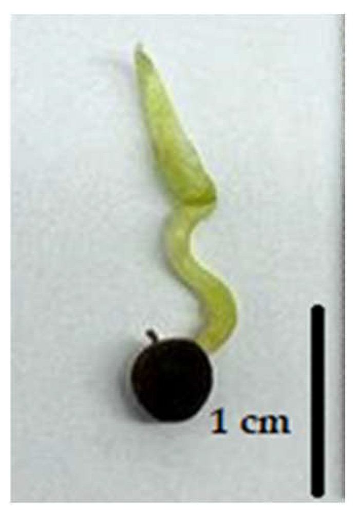 Horticulturae 10 00674 g001 Horticulturae 10 00674 g001