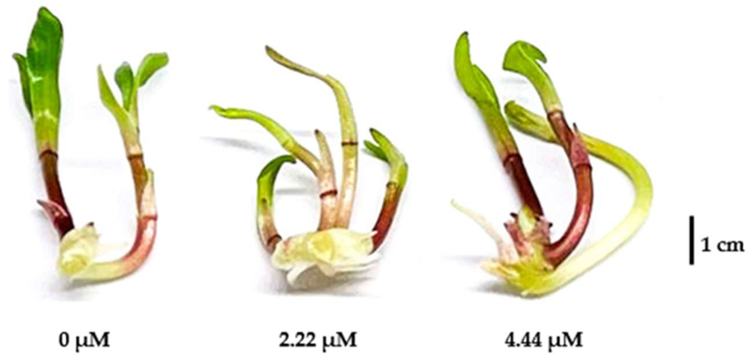 Horticulturae 10 00674 g002 Horticulturae 10 00674 g002