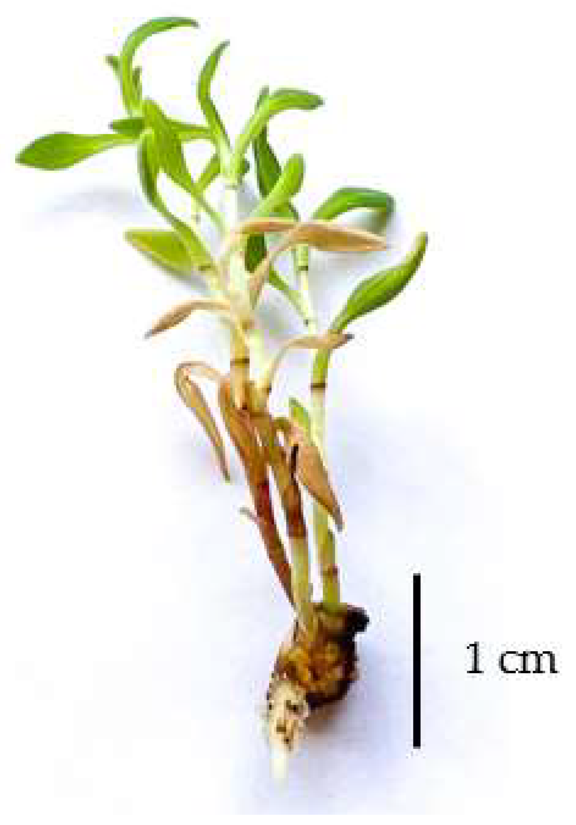 Horticulturae 10 00674 g003 Horticulturae 10 00674 g003