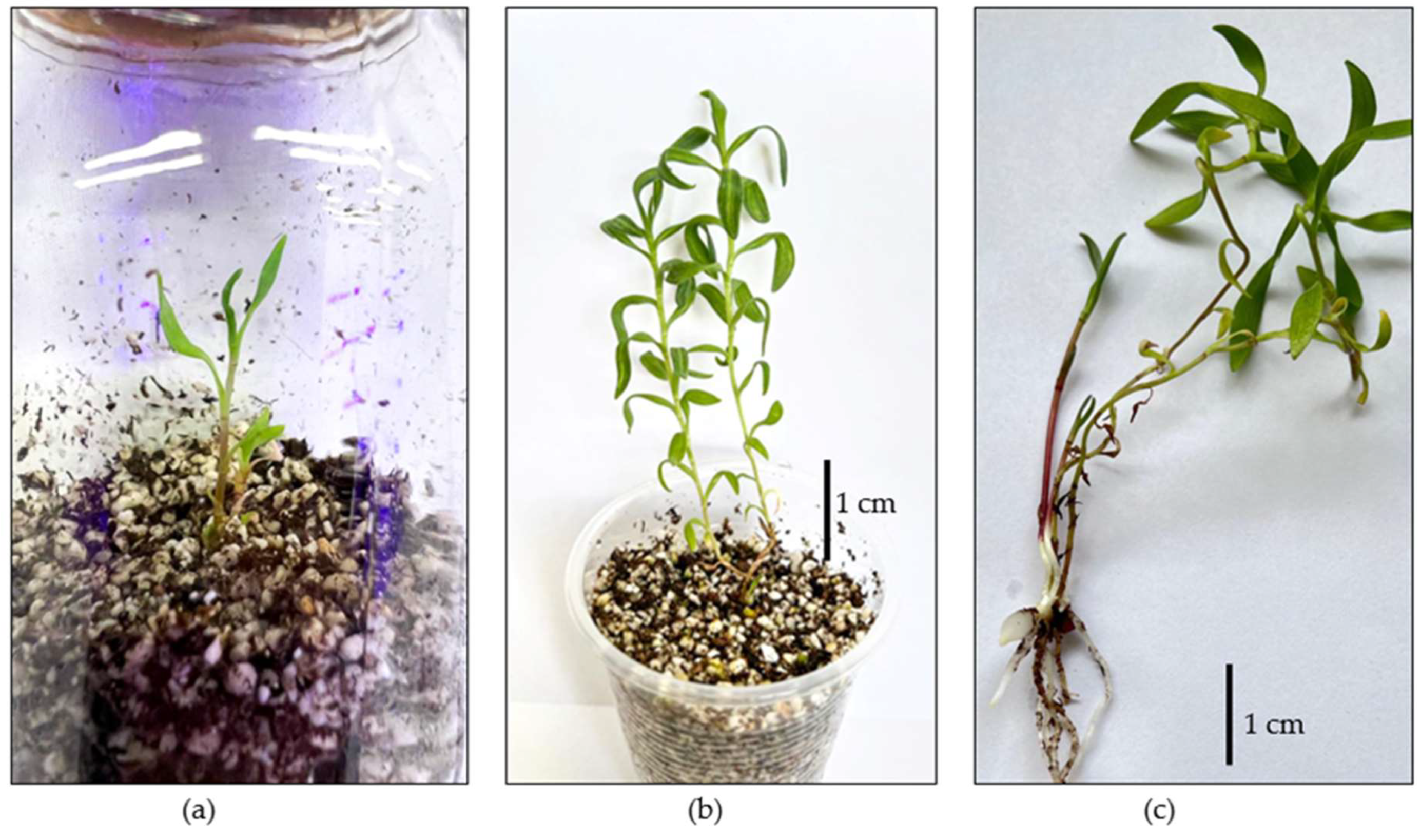 Horticulturae 10 00674 g004 Horticulturae 10 00674 g004