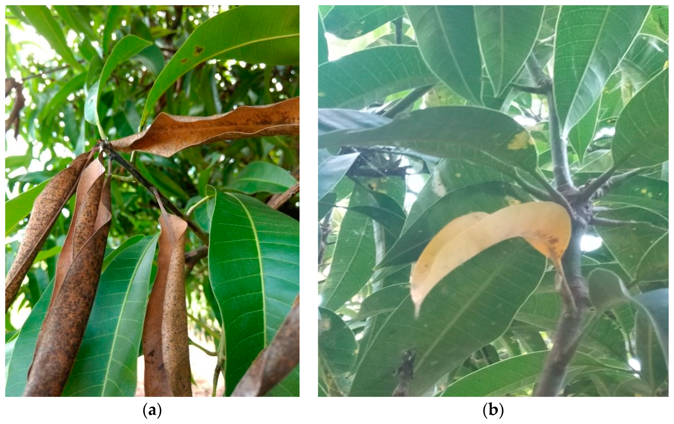 Horticulturae 10 00678 g003