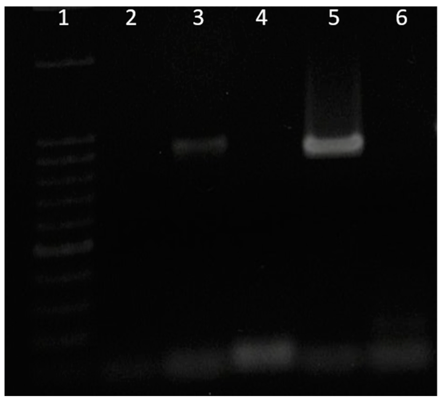 Horticulturae 10 00682 g001 Horticulturae 10 00682 g001