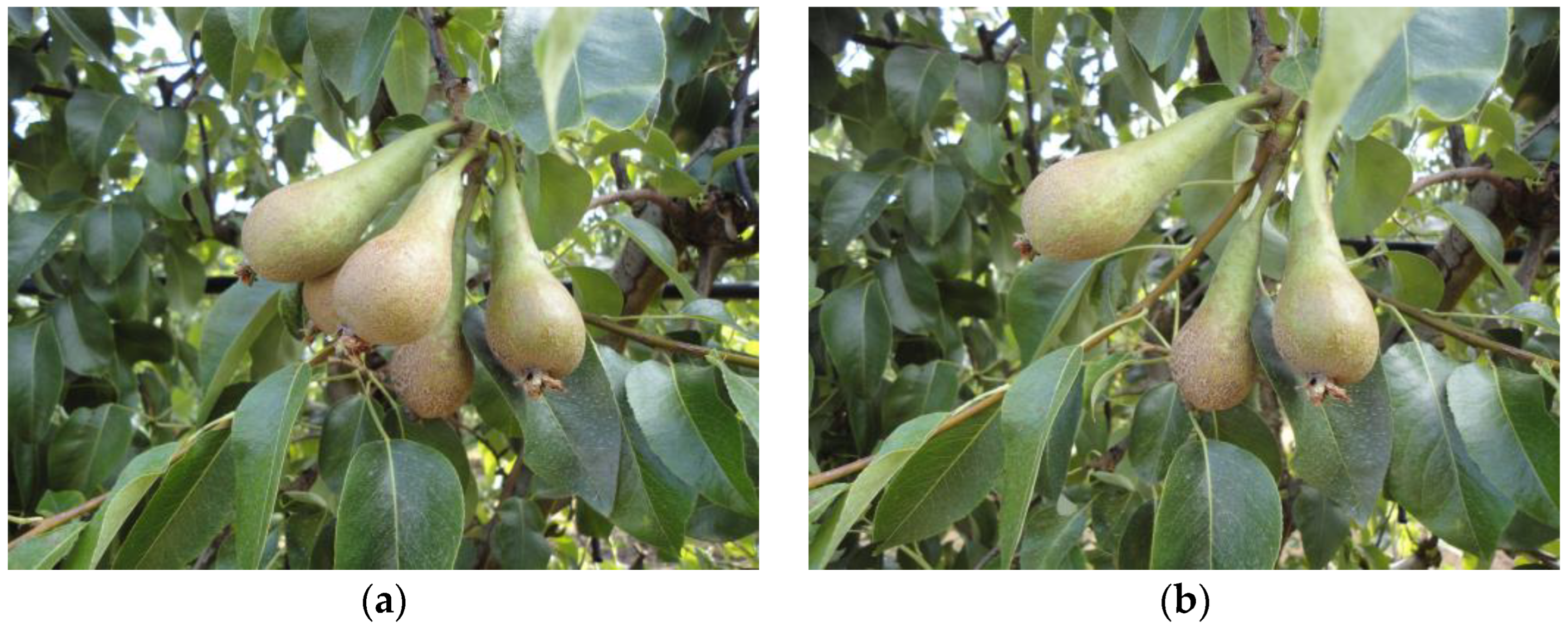 Horticulturae 10 00686 g001