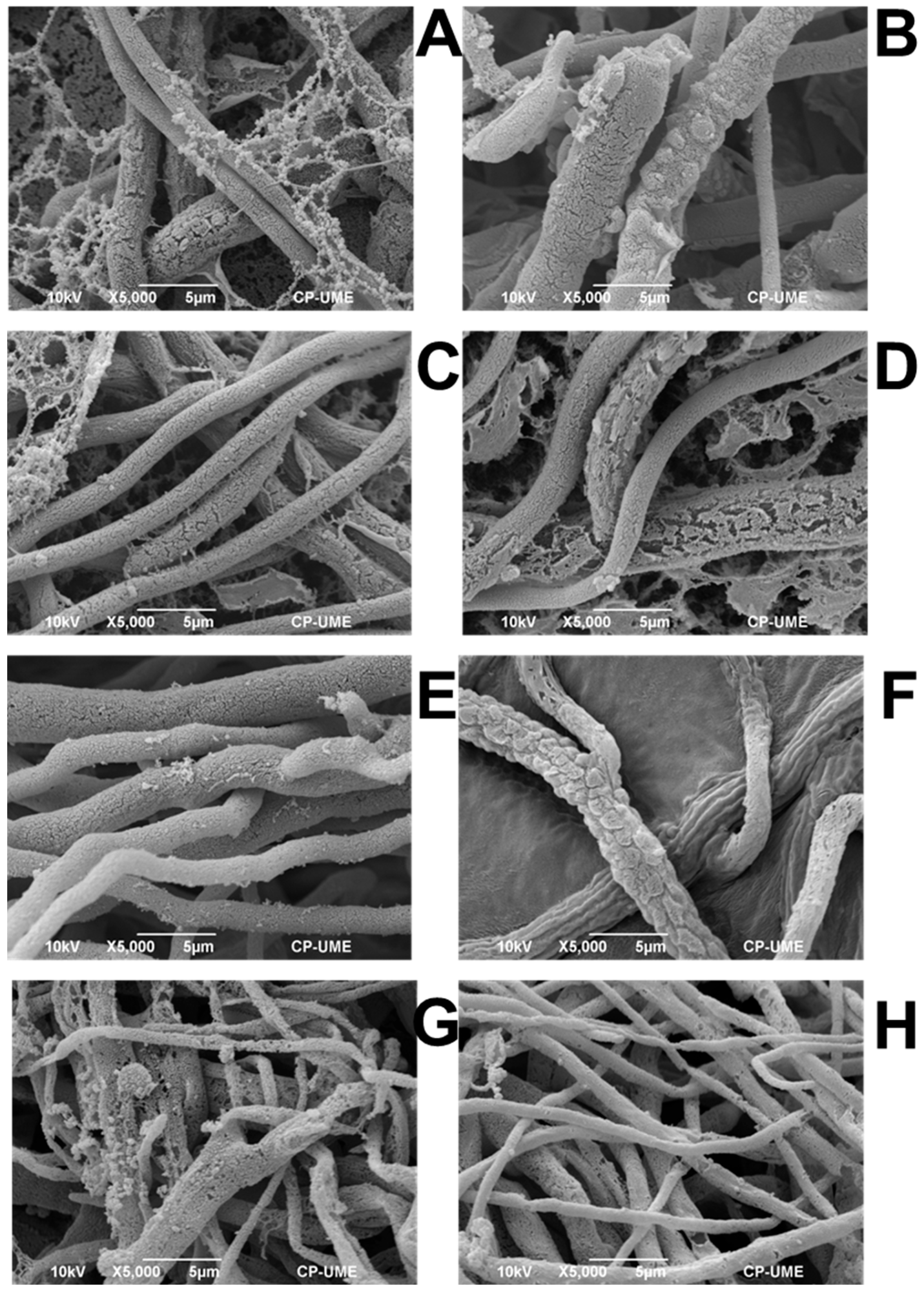 Horticulturae 10 00687 g003 Horticulturae 10 00687 g003