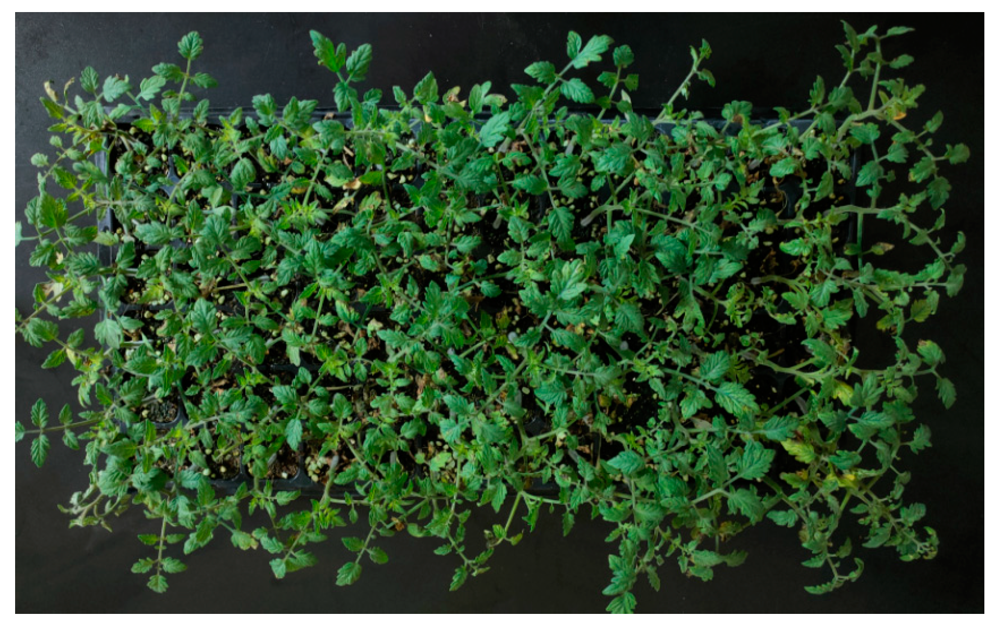 Horticulturae 10 00692 g013