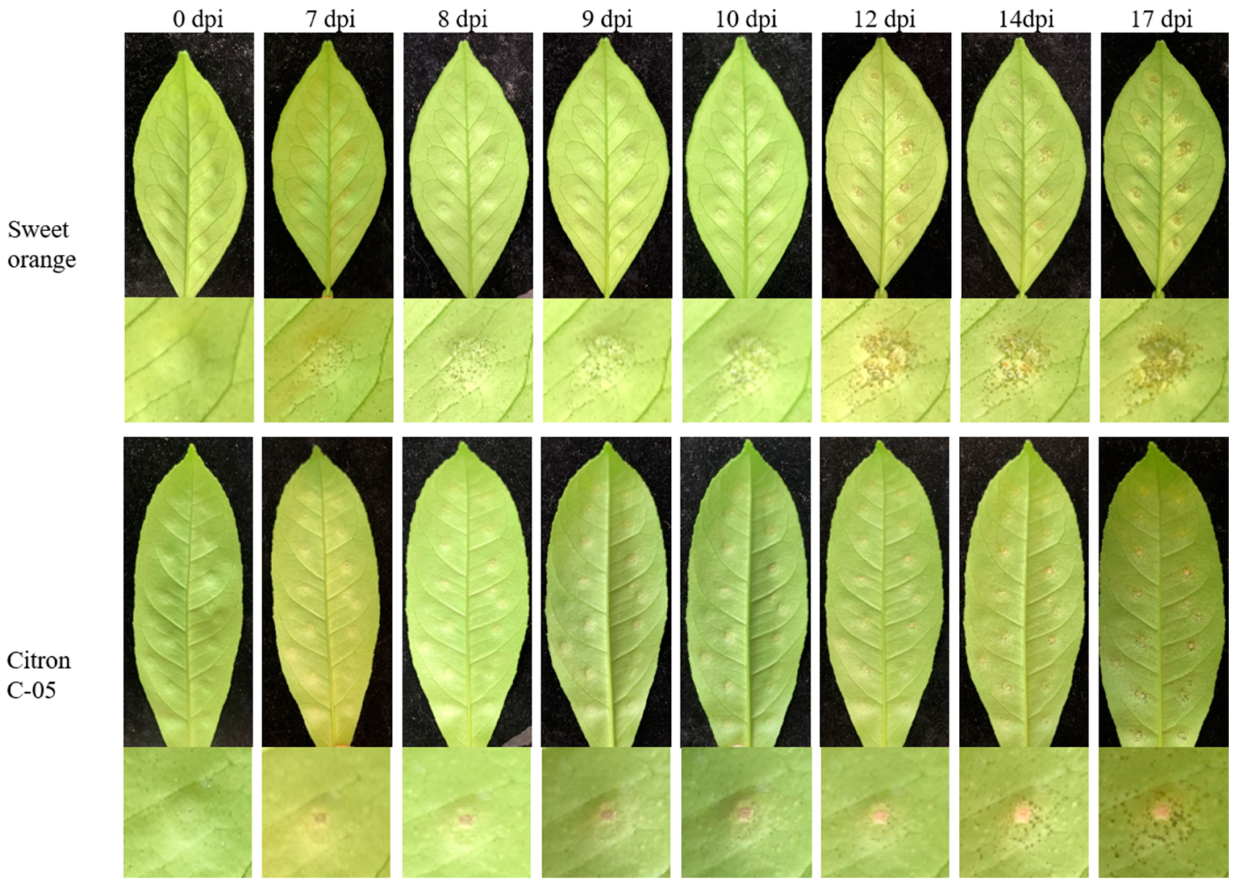 Horticulturae 10 00693 g001 Horticulturae 10 00693 g001