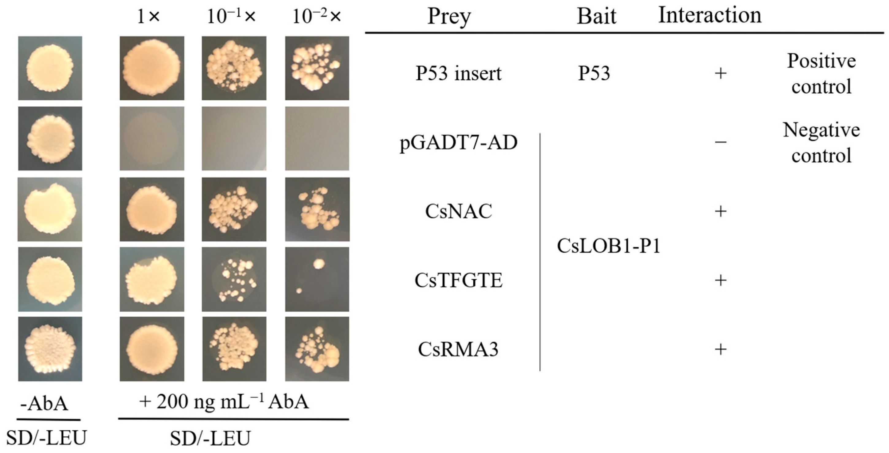 Horticulturae 10 00693 g003 Horticulturae 10 00693 g003