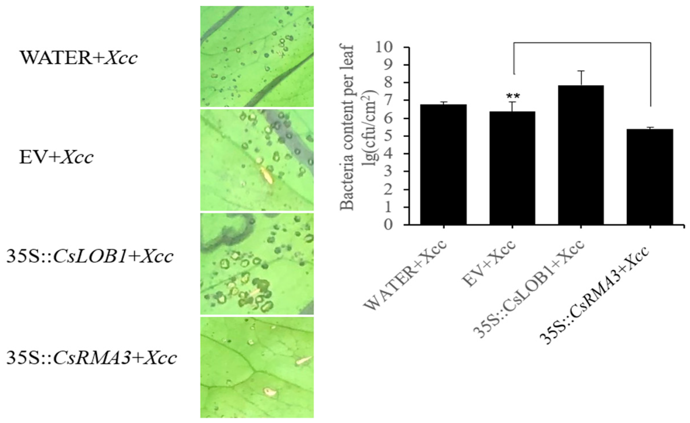 Horticulturae 10 00693 g007 Horticulturae 10 00693 g007