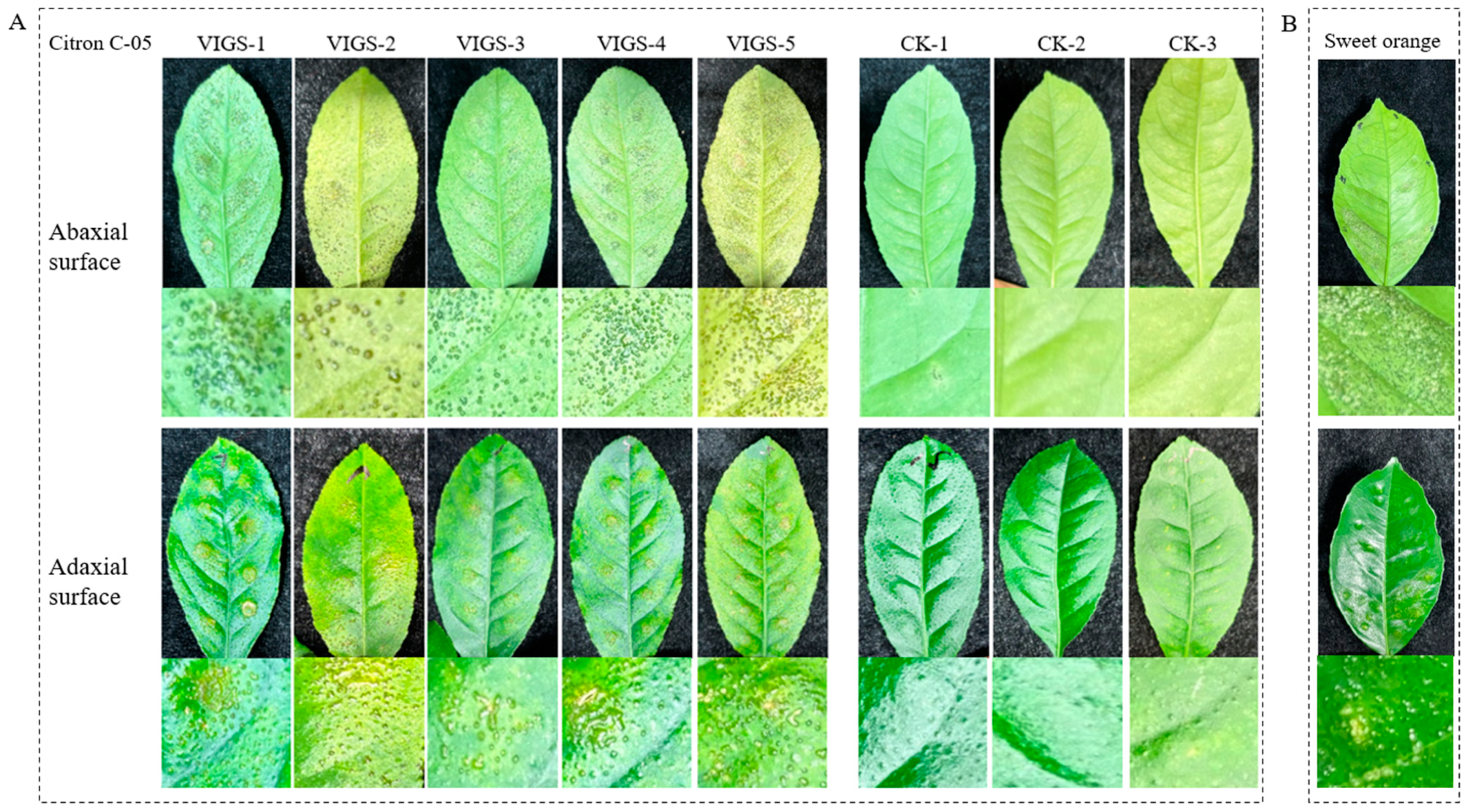 Horticulturae 10 00693 g011 Horticulturae 10 00693 g011