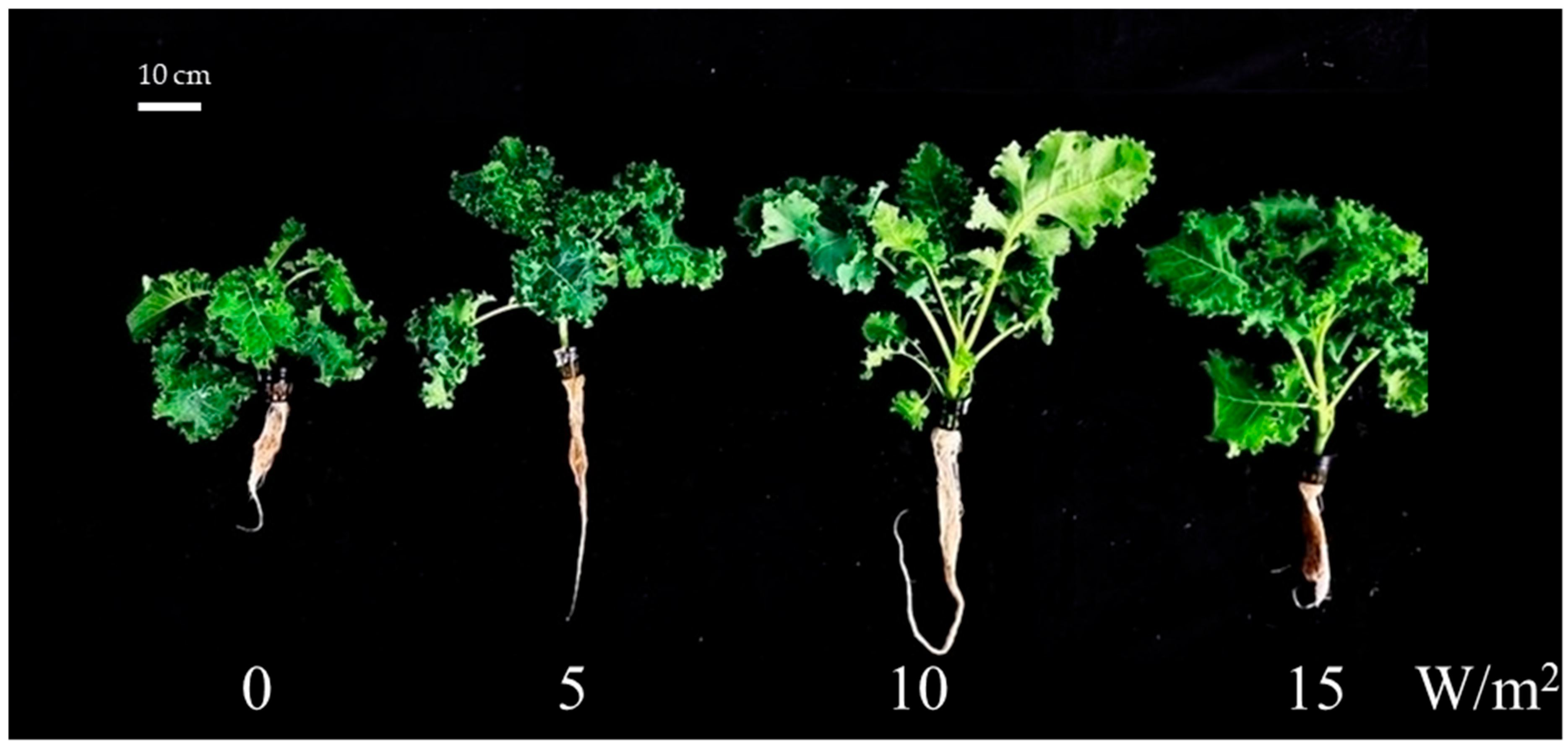Horticulturae 10 00701 g002