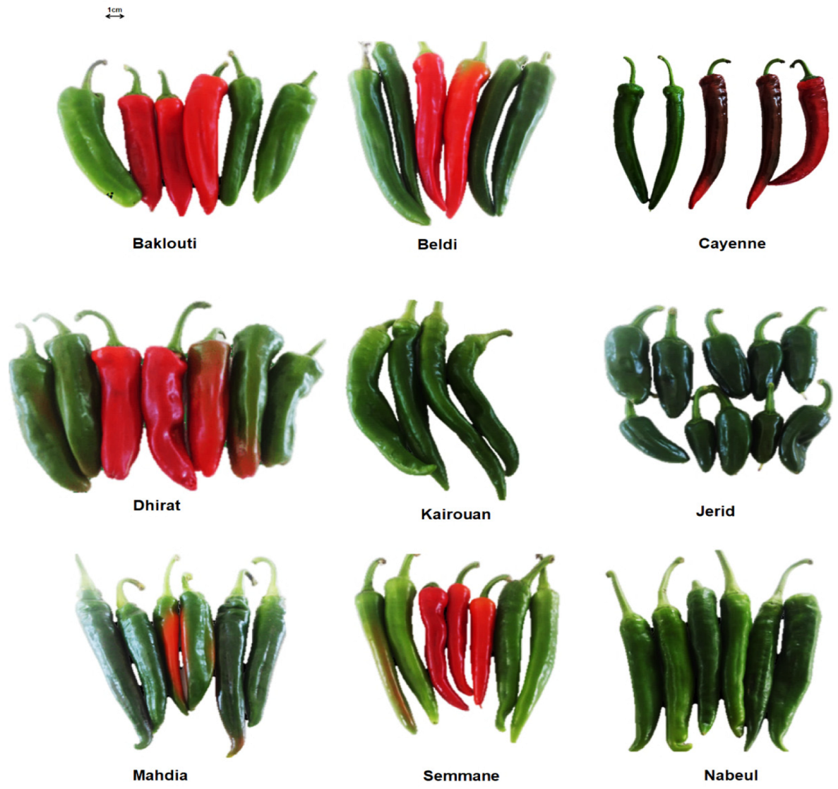 Horticulturae 10 00710 g001