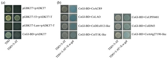 Expression Analysis and Interaction Protein Screening of