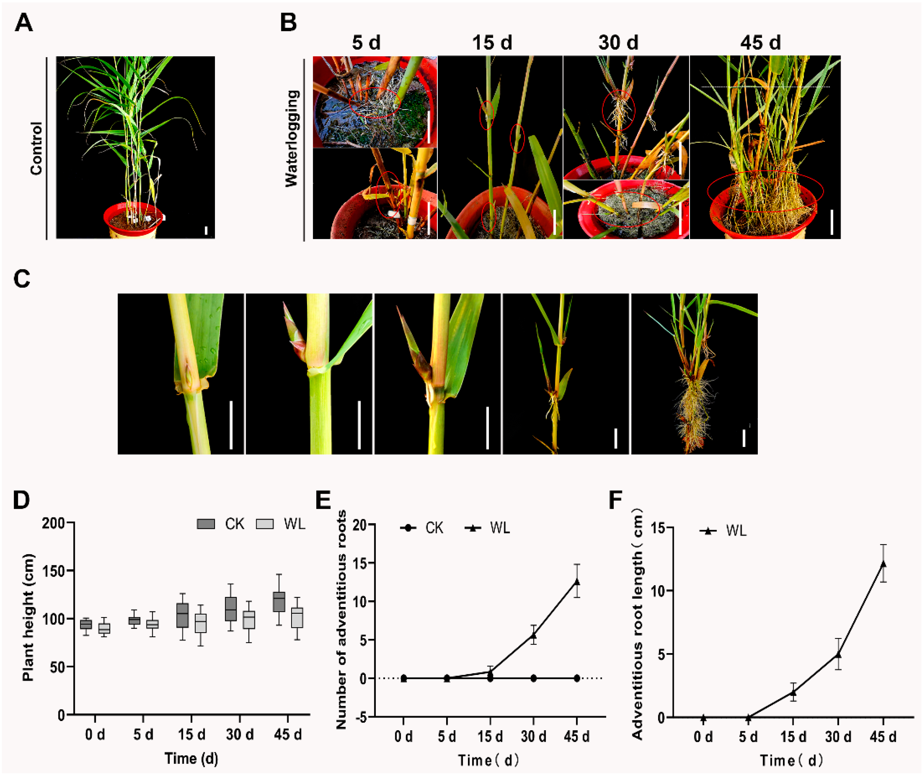 Horticulturae 10 00717 g001