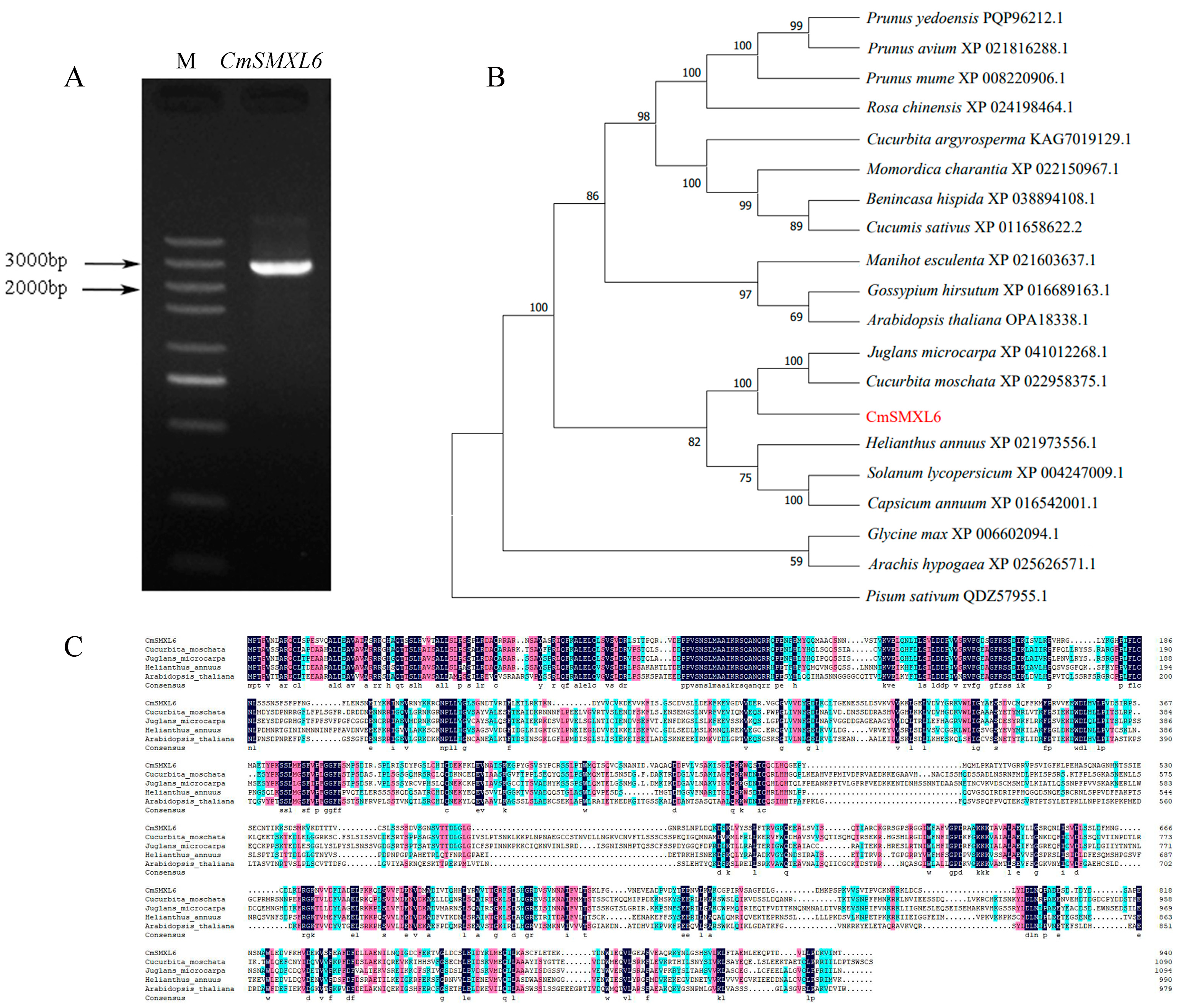 Horticulturae 10 00718 g003